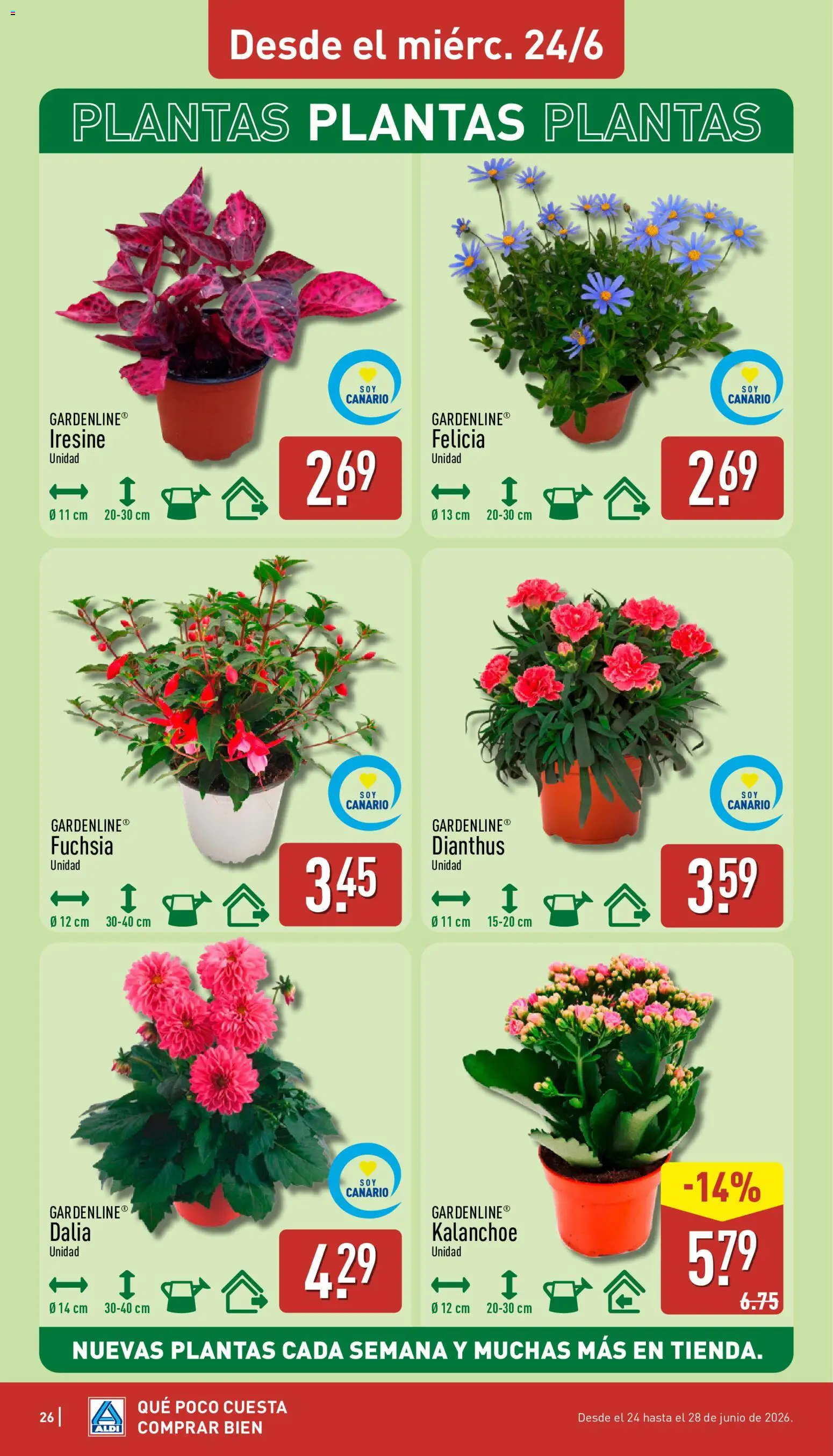 Aldi folleto Canarias │ válido desde el 22.06.2026 | Página: 26