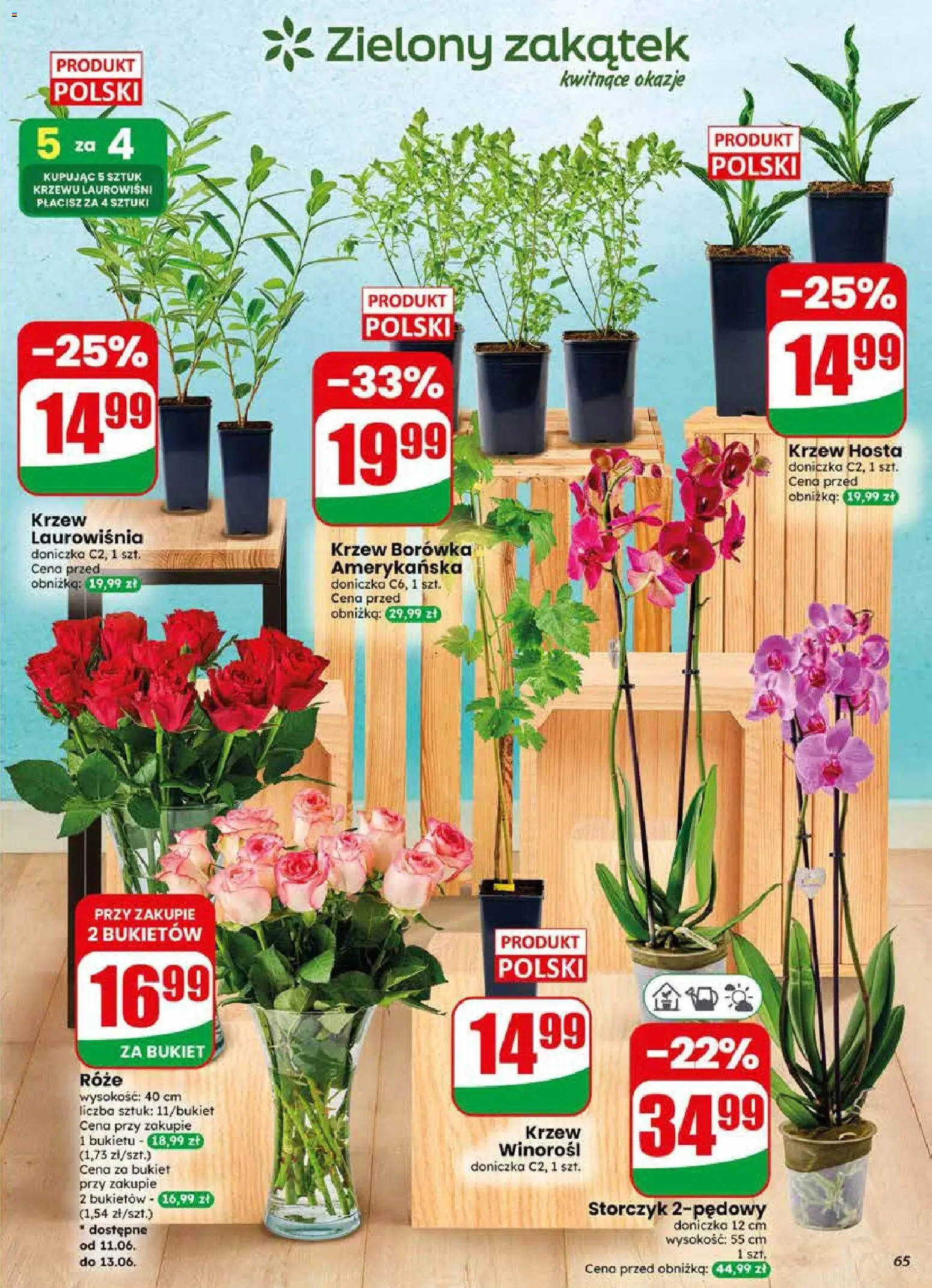 Dino gazetka od 10.06.2026 | Strona: 65 | Produkty: Borówka amerykańska, Doniczka, Storczyk