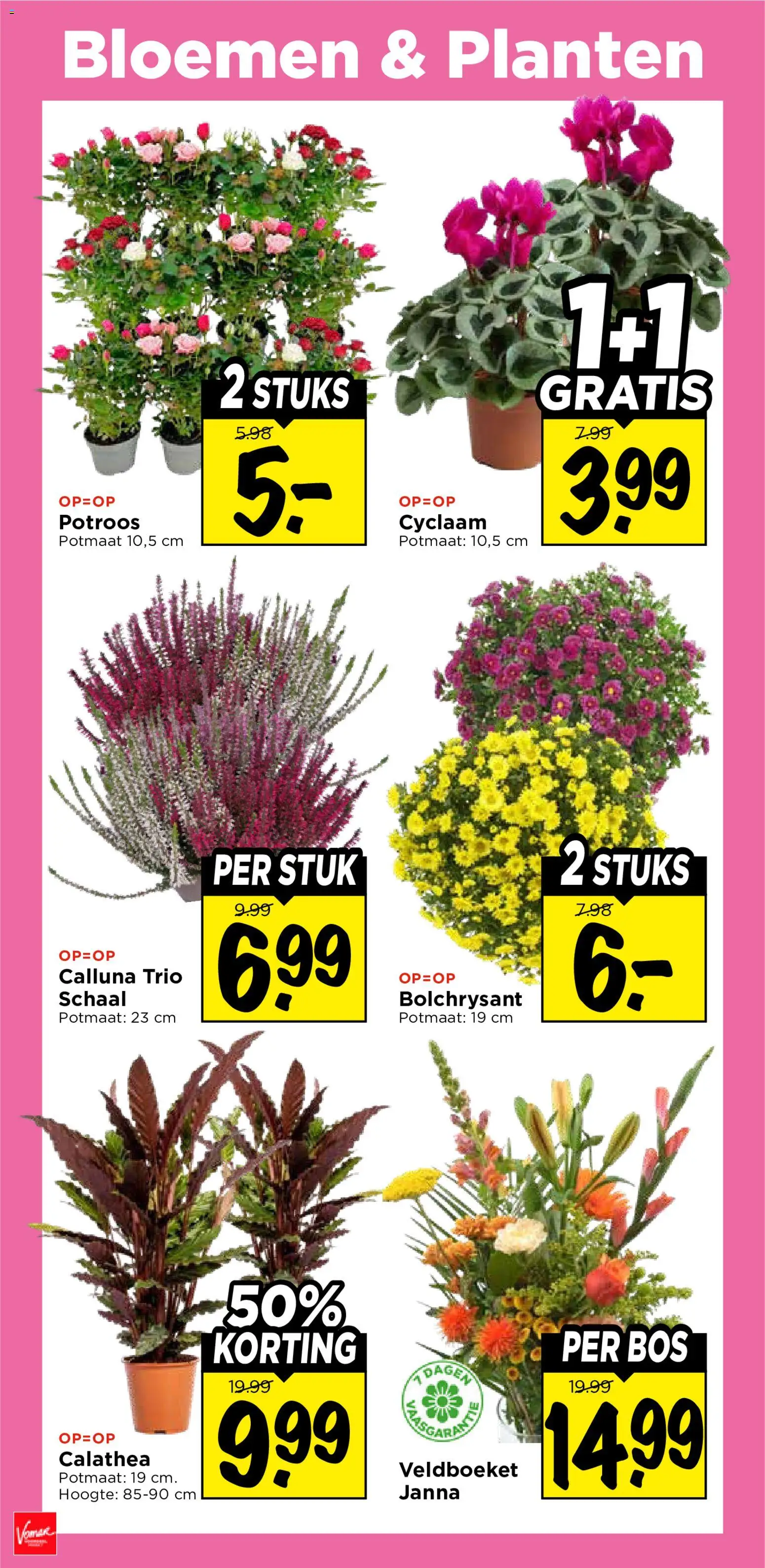 {H1} | Pagina: 31 | Producten: Schaal, Bloemen