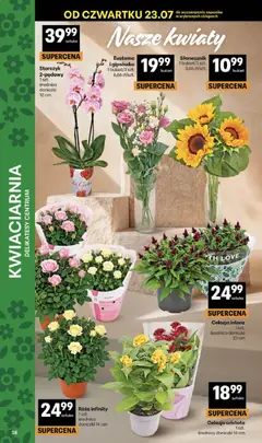 Pogląd oferty "Delikatesy Centrum gazetka" - ważna od 23.07.2026 | Strona: 38 | Produkty: Delikatesy, Słonecznik, Doniczki, Kwiaty