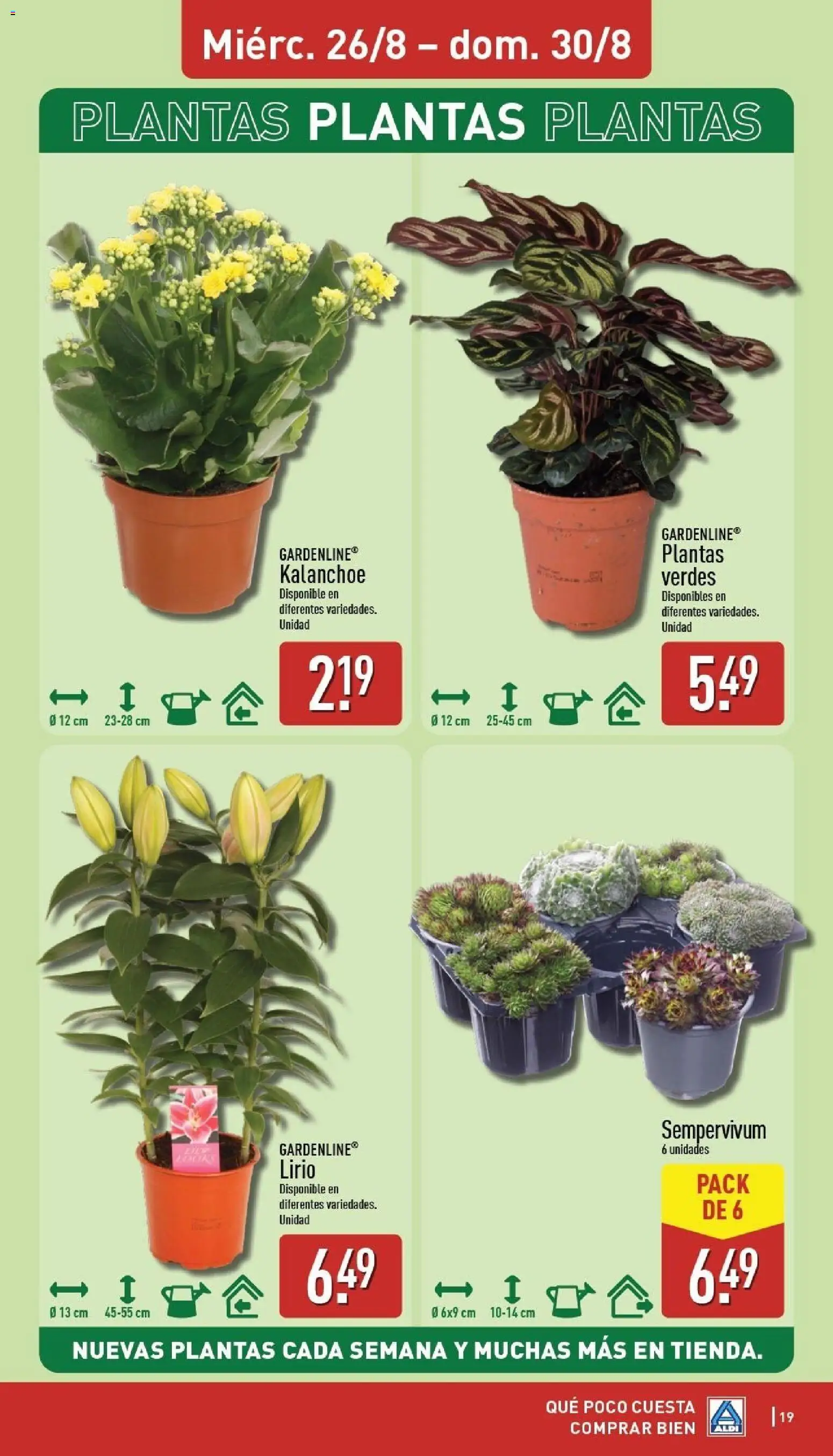 Aldi folleto Baleares │ válido desde el 24/08/2026 | Página: 19