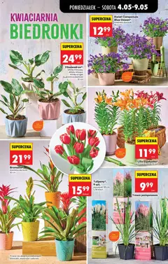 Pogląd oferty "Trawa pampasowa" - ważna od 04.05.2026 | Strona: 73 | Produkty: Doniczki, Trawa pampasowa, Tulipany