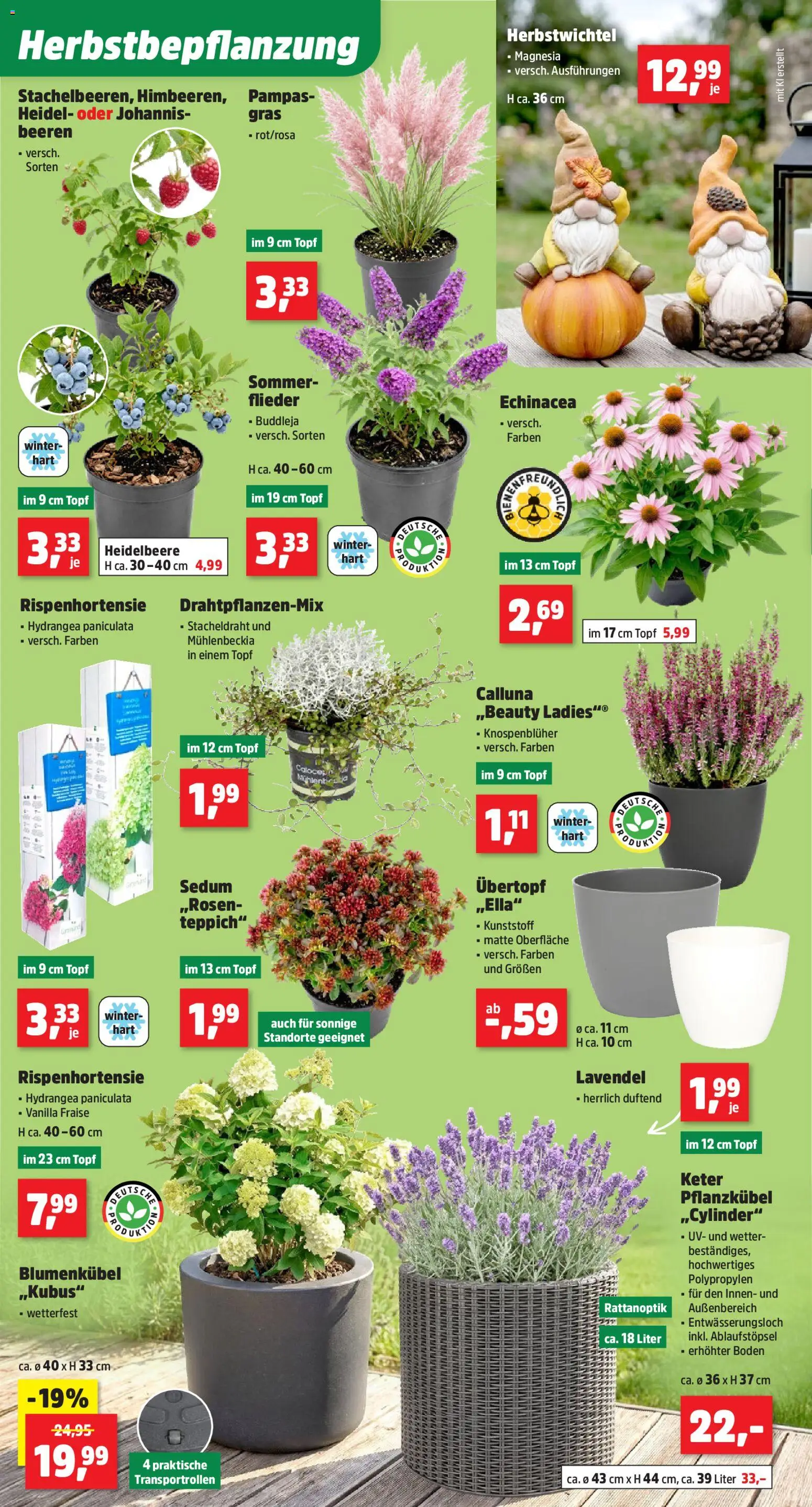 Thomas Philipps Prospekt – gültig ab 24.08.2026 | Seite: 6 | Produkte: Teppich, Lavendel