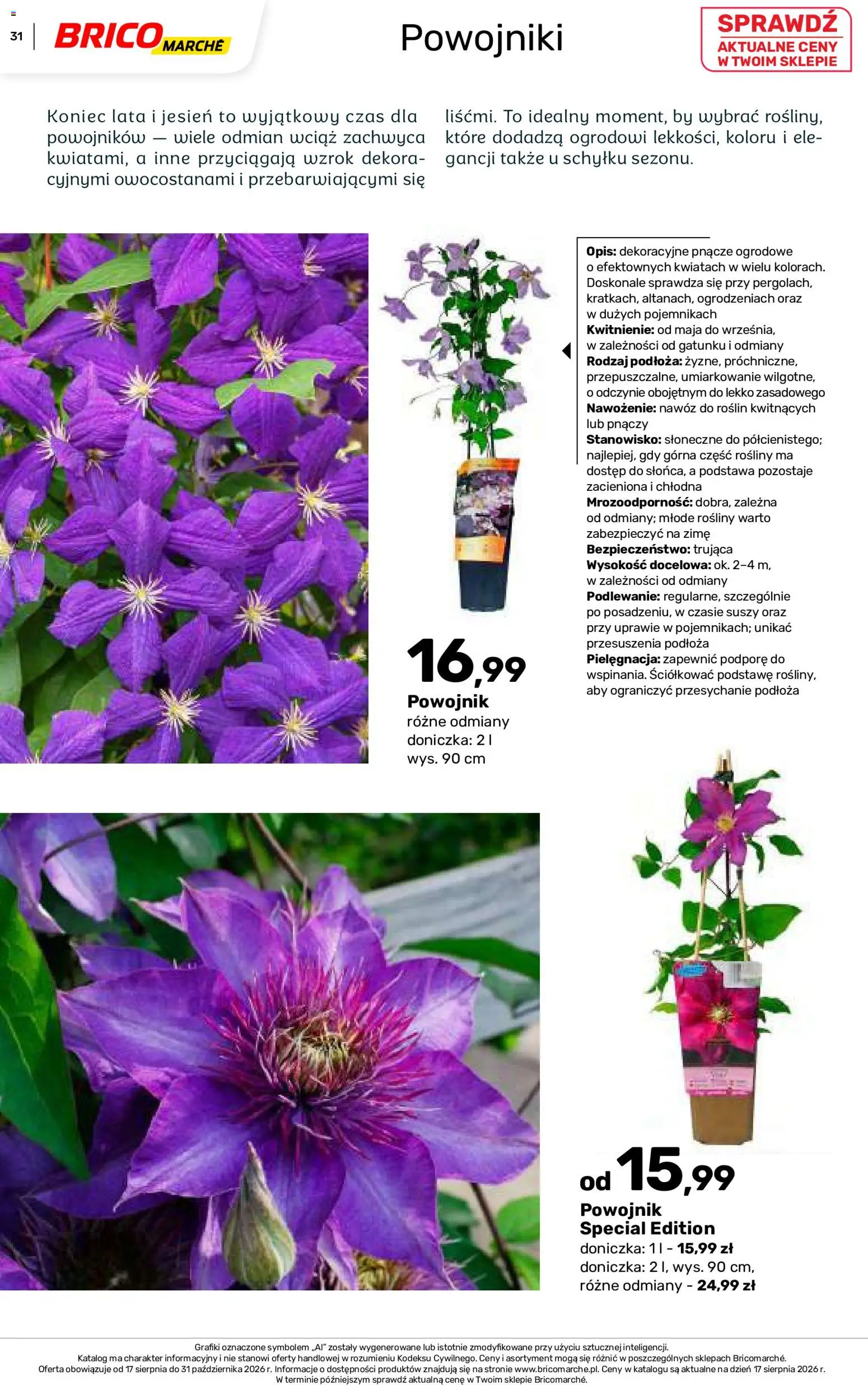 Brico Marché gazetka - Jesienne Inspiracje od 17.08.2026 | Strona: 31 | Produkty: Doniczka, Nawóz, Rosliny