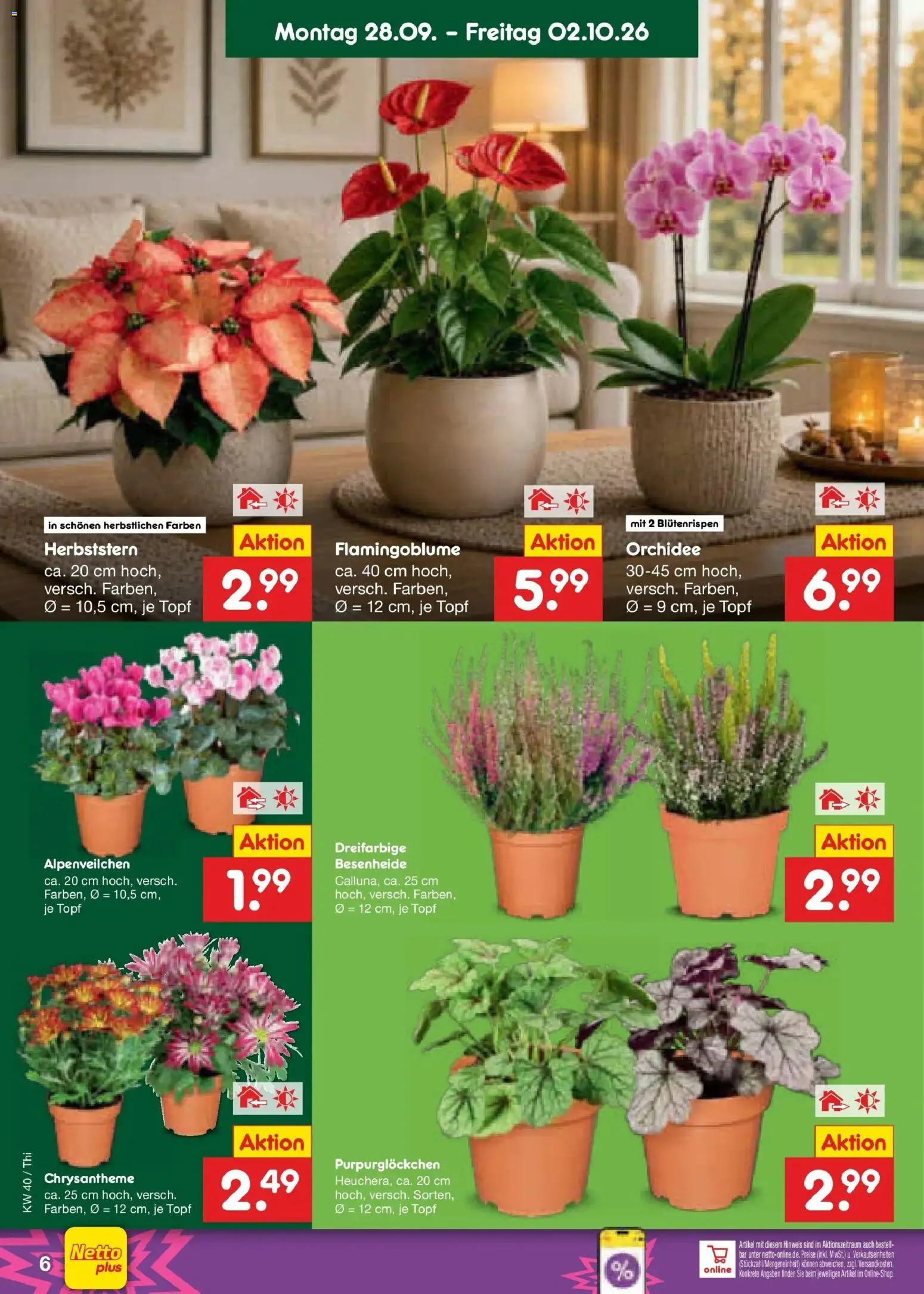 Netto Marken-Discount Prospekt Thiendorf – gültig ab 28.09.2026 | Seite: 6 | Produkte: Orchidee