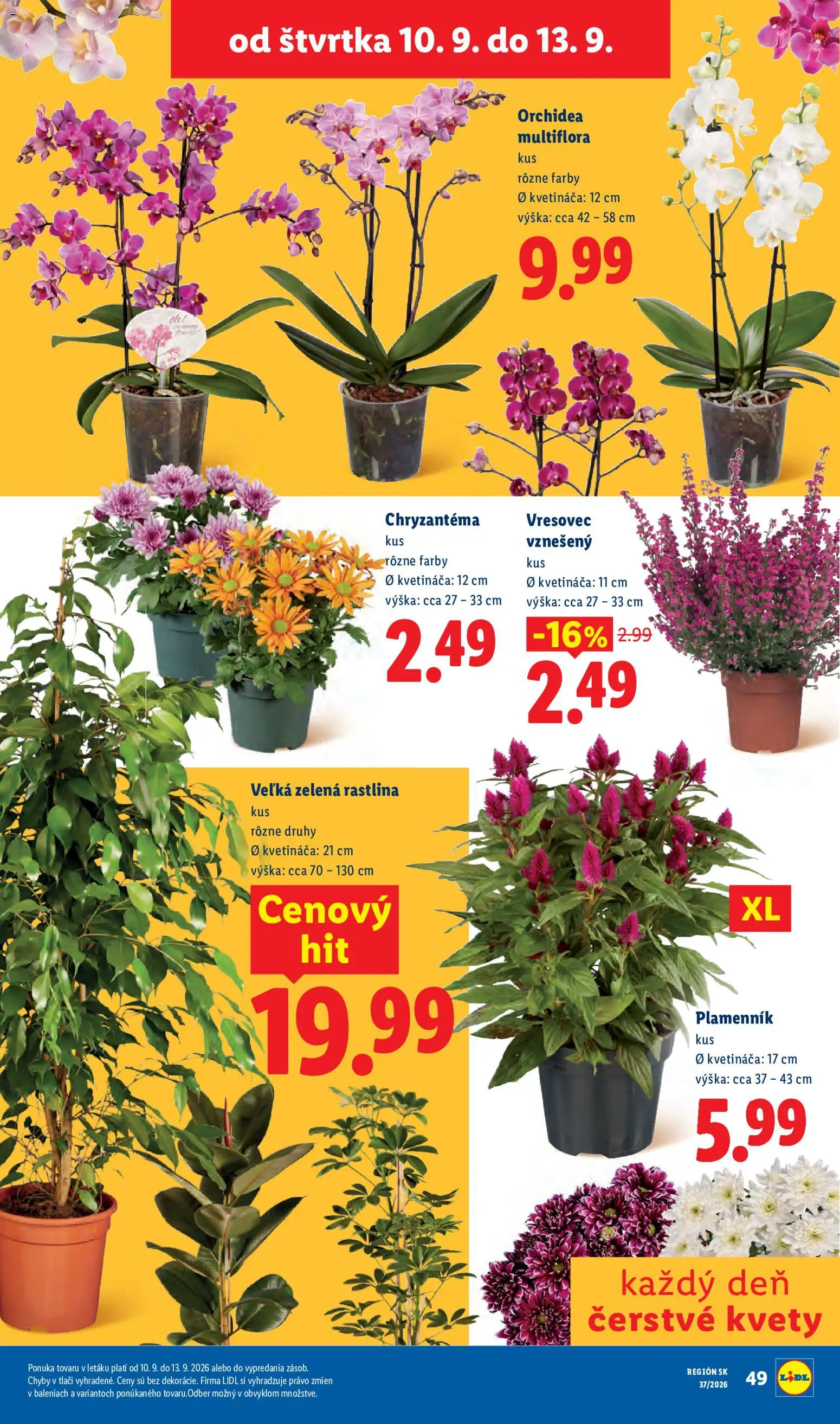 Nové Lidl akcie – leták je platný od 07.09.2026 | Strana: 75 | Produkty: Kvety, Orchidea