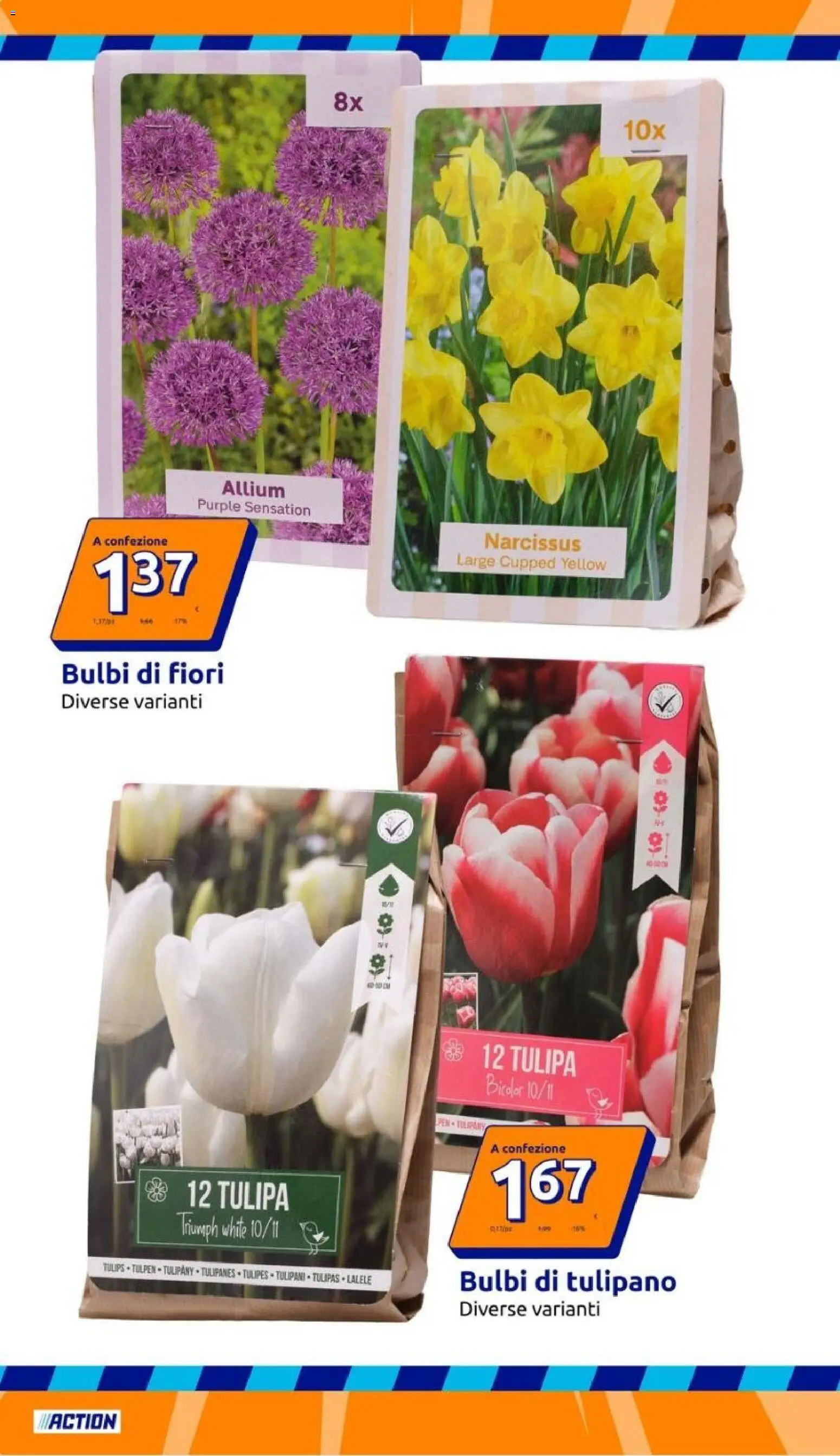 Volantino Action del 16/09/2026 | Pagina: 10 | Prodotti: Fiori, Tulipani