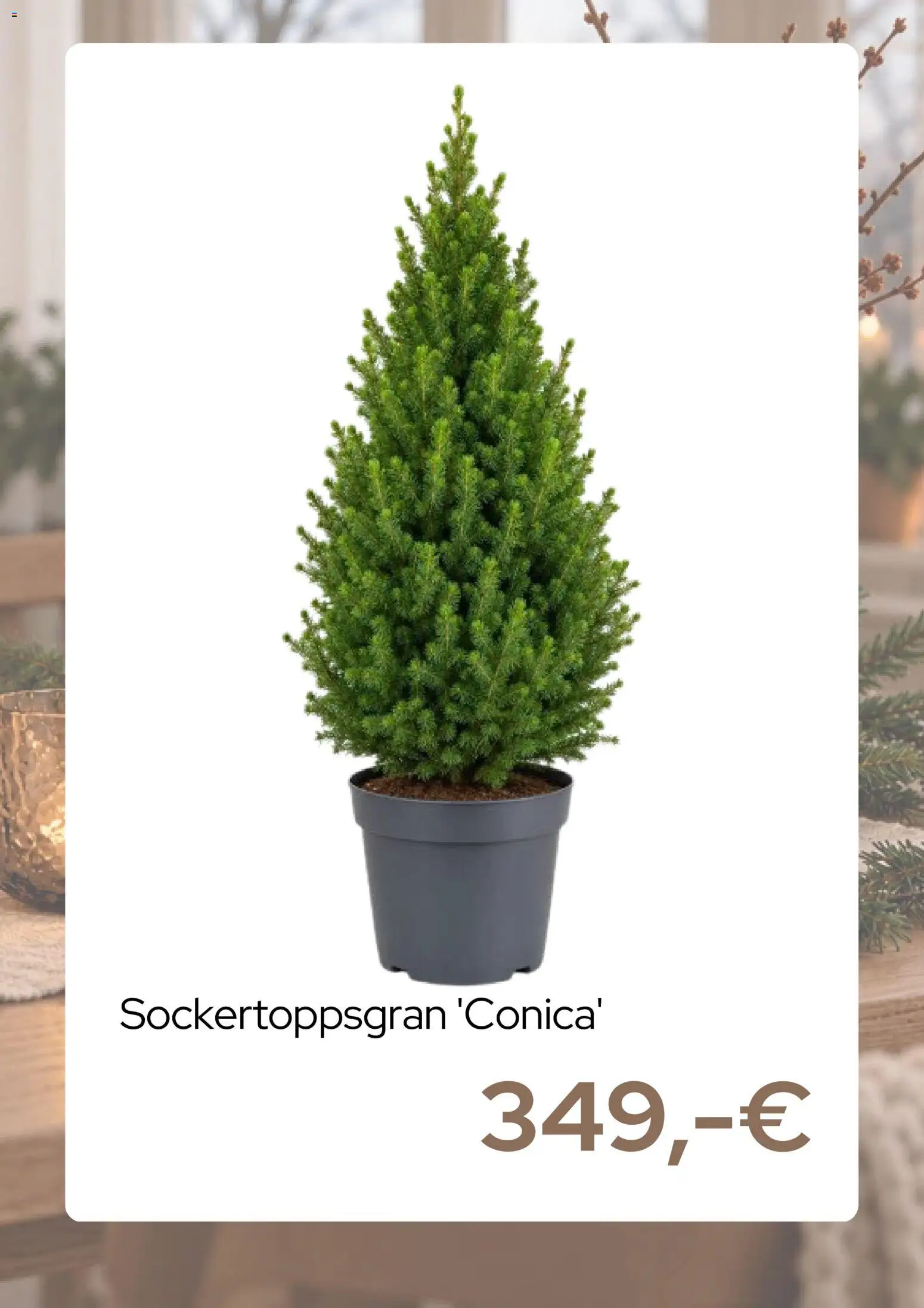 Blomsterlandet reklamblad aktuell från 02/11/2026 | Sida: 5
