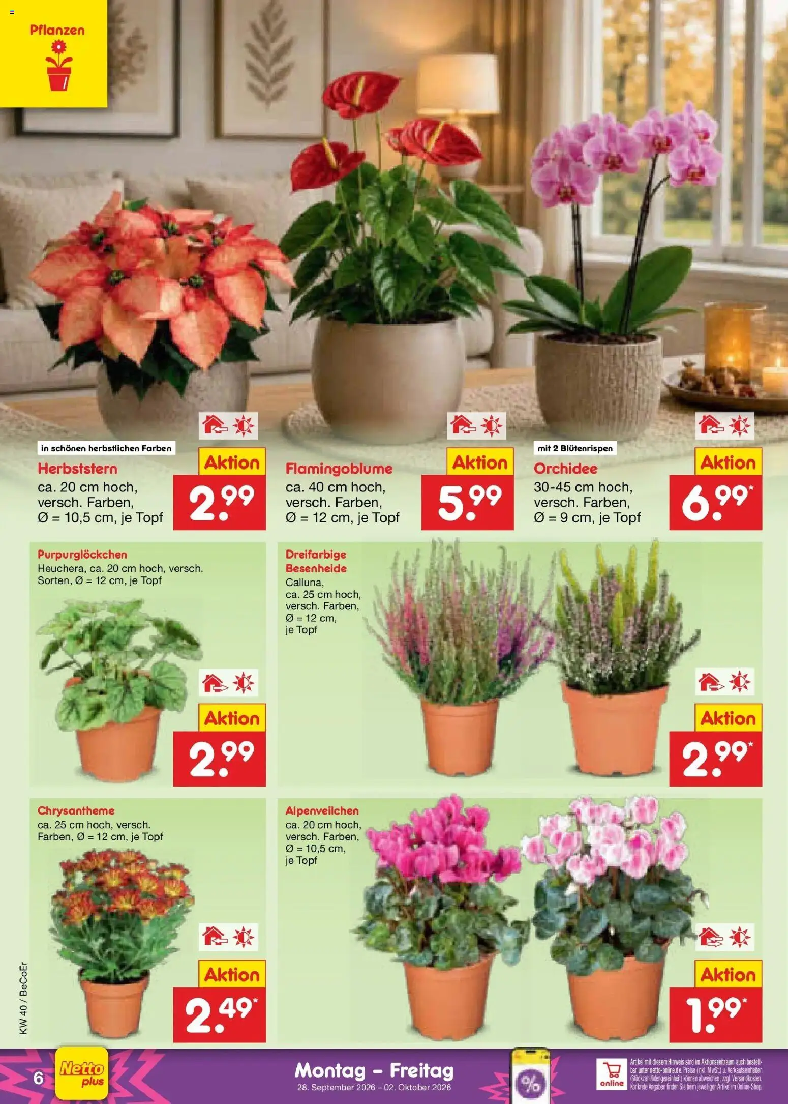 Netto Marken-Discount Prospekt Kremmen – gültig ab 28.09.2026 | Seite: 6 | Produkte: Orchidee