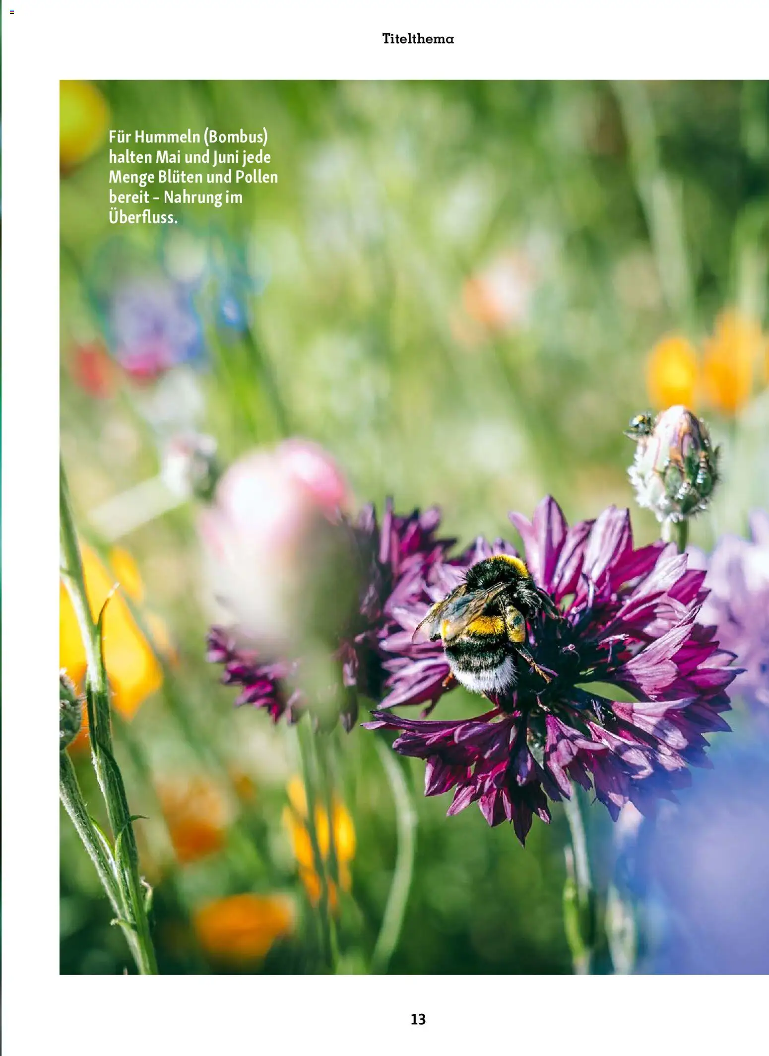 Fressnapf Friends Magazin – gültig ab 01.05.2026 | Seite: 13