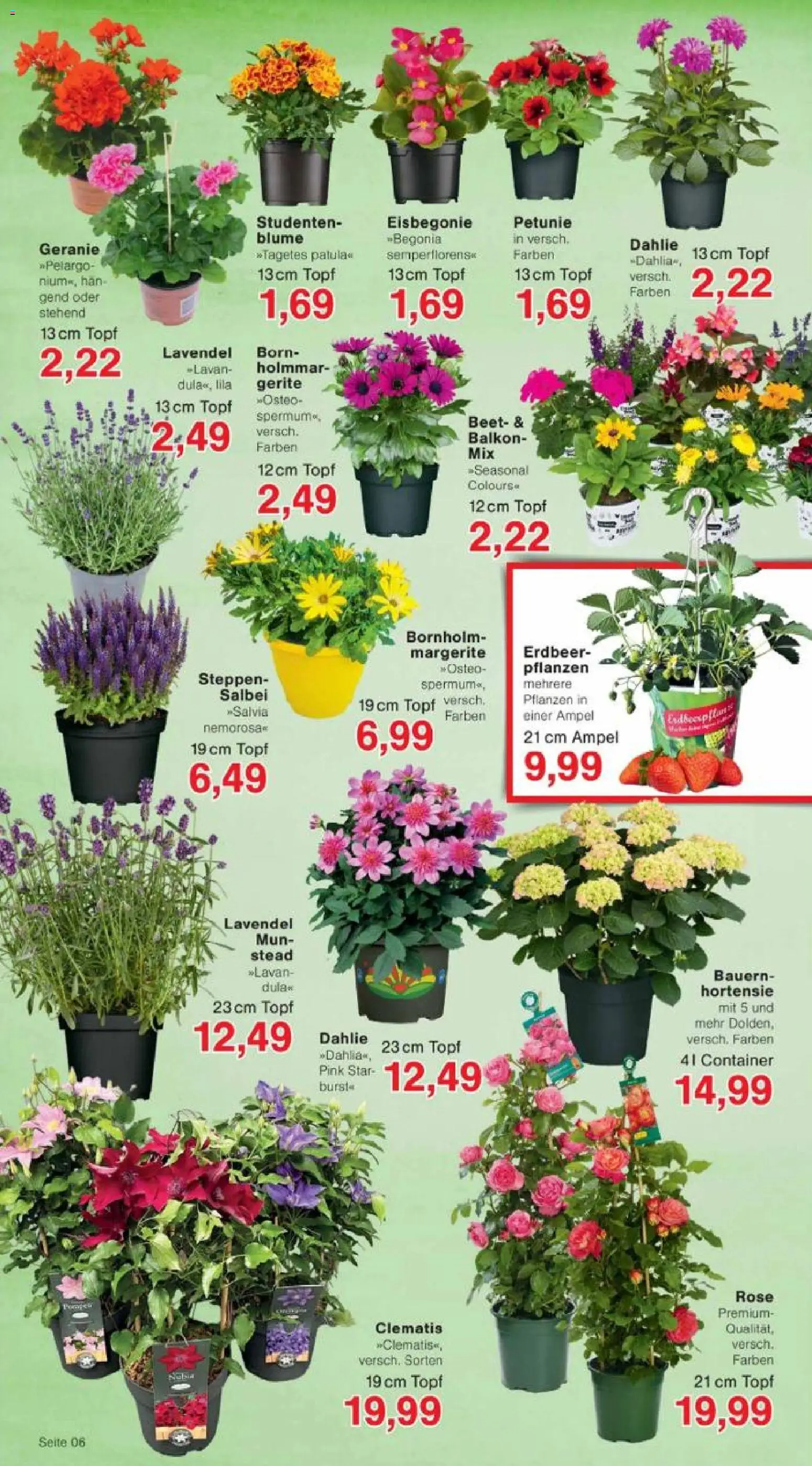 Jawoll Prospekt – gültig ab 26.05.2026 | Seite: 6 | Produkte: Hortensie, Lavendel