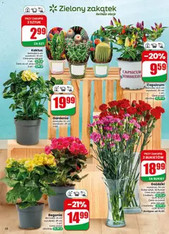 Pogląd oferty "Dino gazetka" - ważna od 29.07.2026 | Strona: 54 | Produkty: Goździki, Doniczka