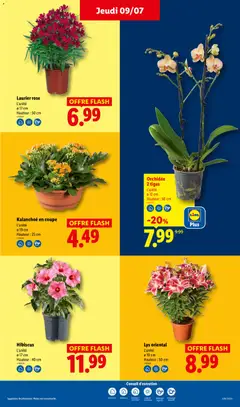 LIDL - Prévisualisation de Laurier rose, L'unité, Ø 17 cm, Hauteur : 50 cm valide à partir de 09/07/2026 | Page: 31