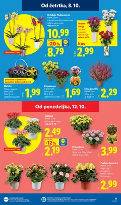 Lidl katalog akcije – veljaven od 08.10.2026 | Stran: 23 | Izdelki: Cvetje