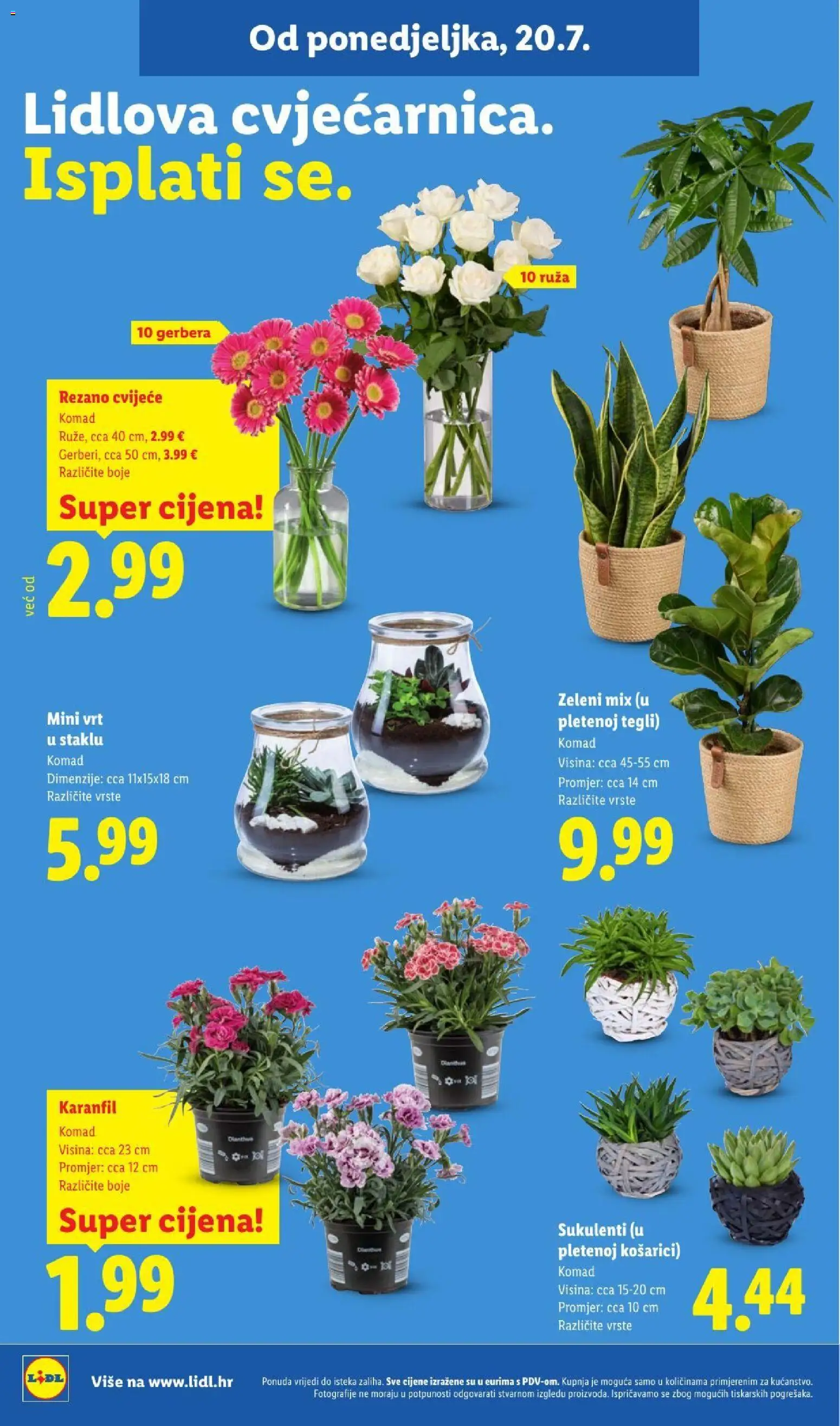 Lidl katalog | vrijedi od 20.07.2026 | Stranica: 50 | Proizvodi: Cvijeće, Gerbera, Ruza