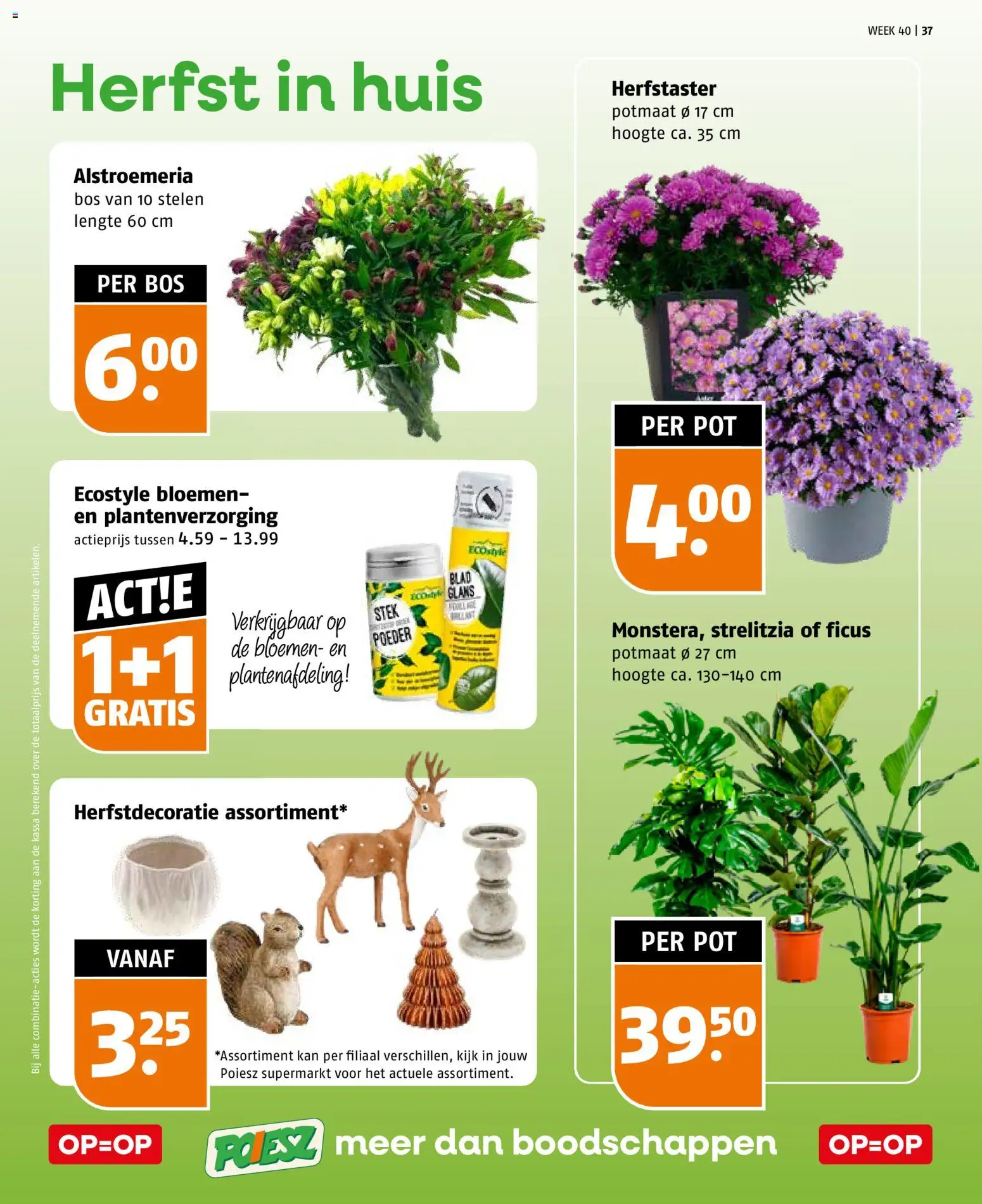 {H1} | Pagina: 37 | Producten: Pot, Kan, Bloemen, Poeder
