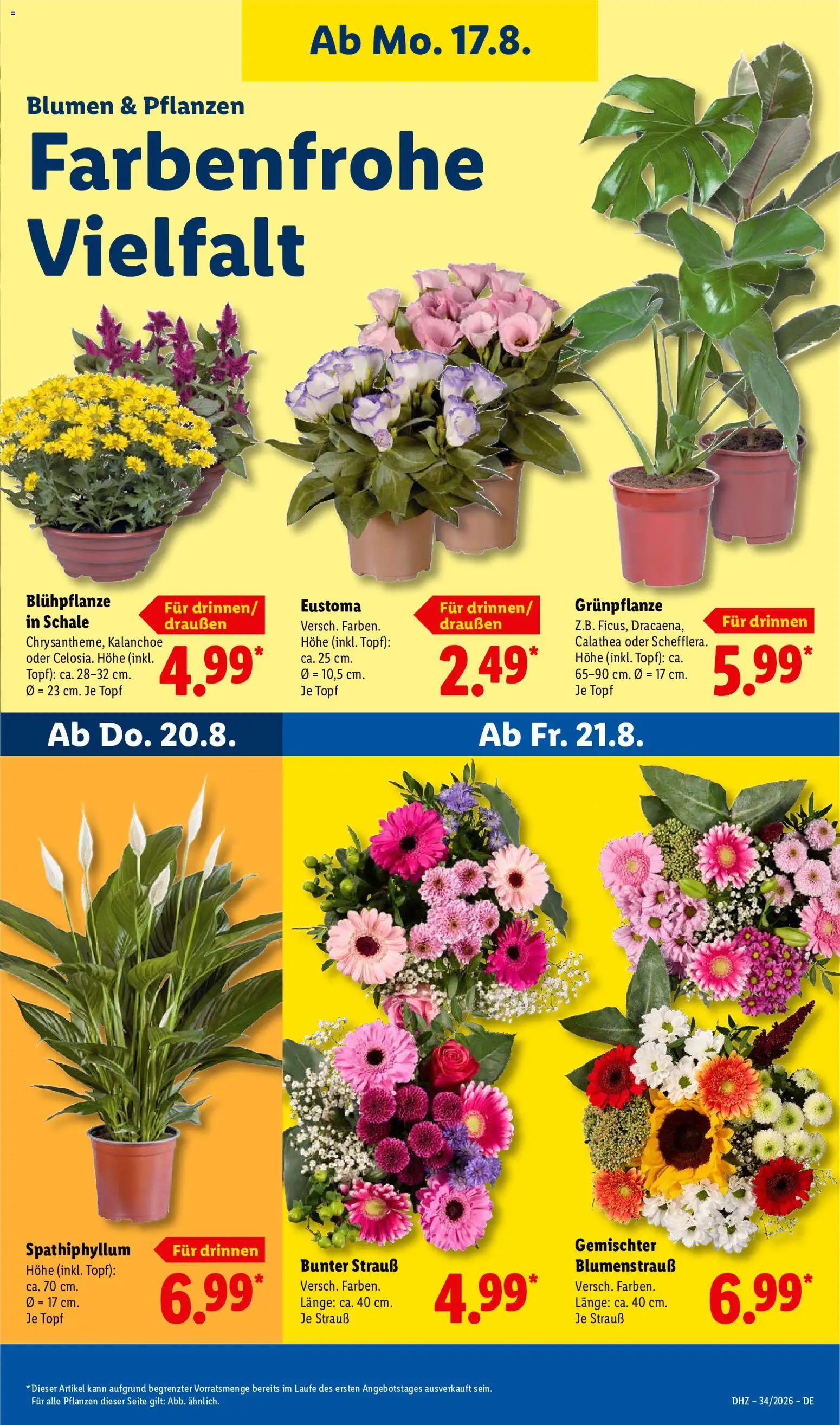 Lidl Německo leták od 17.08.2026 | Strana: 25 | Produkty: Kalanchoe