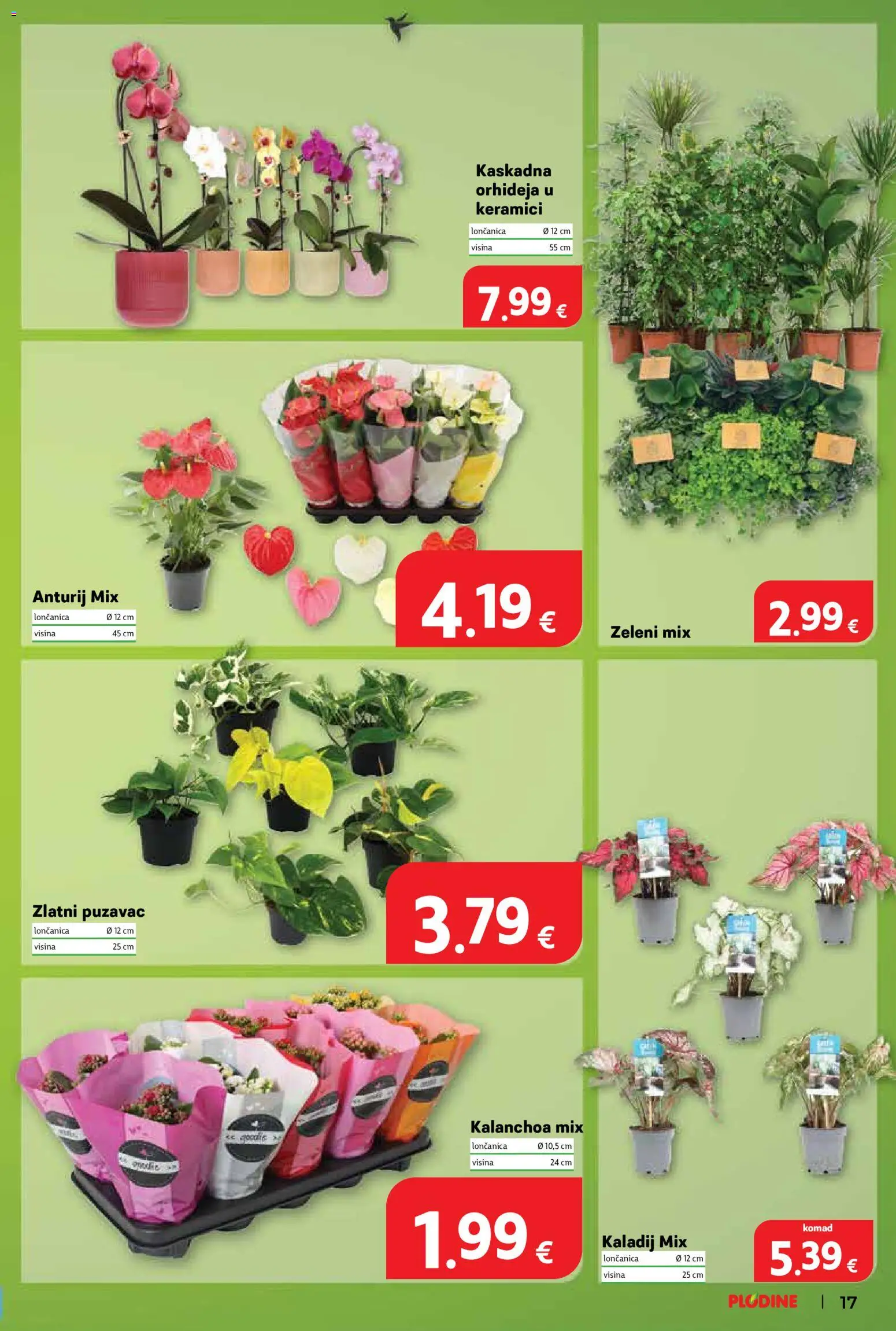 Plodine katalog | vrijedi od 06.08.2026 | Stranica: 17 | Proizvodi: Orhideja
