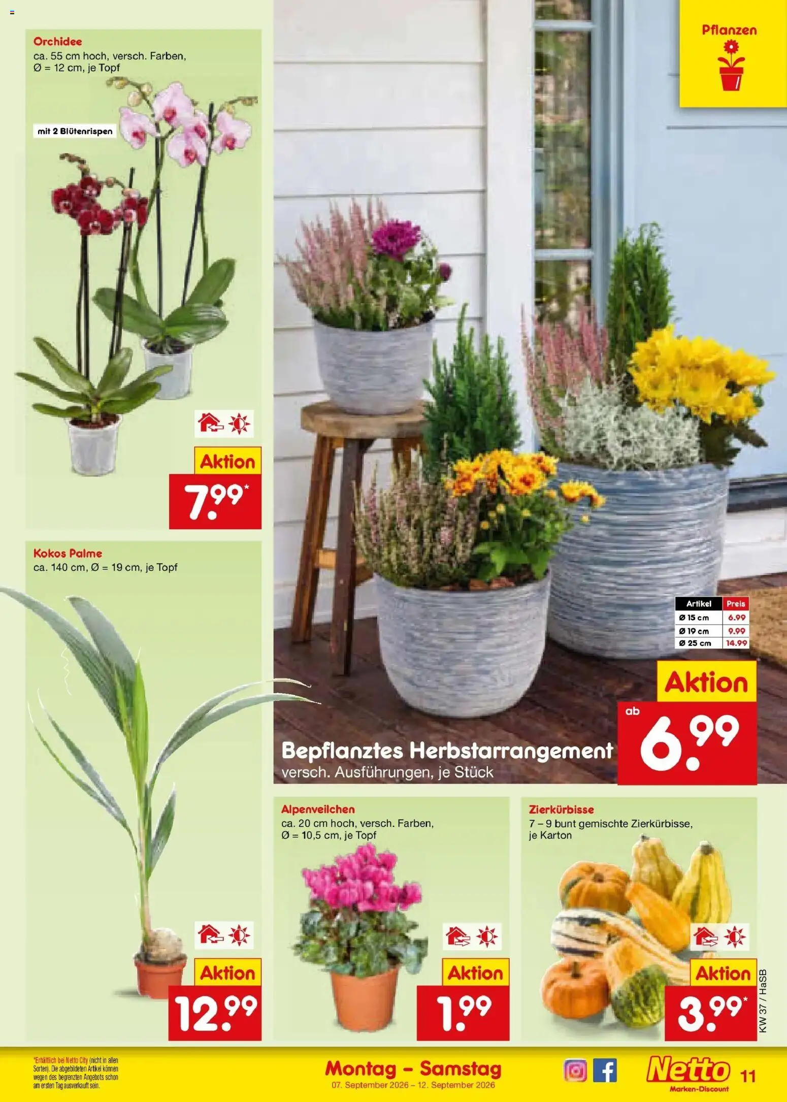 Netto Marken-Discount Prospekt Unna – gültig ab 07.09.2026 | Seite: 17 | Produkte: Orchidee