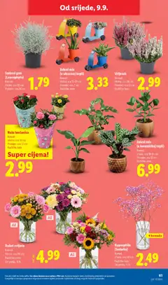 Vrijesak, Komad Visina: cca 30 cm Promjer: cca 12 cm Različite boje - Pregled kataloga iz trgovine Lidl, vrijedi od 07.09.2026 | Stranica: 61