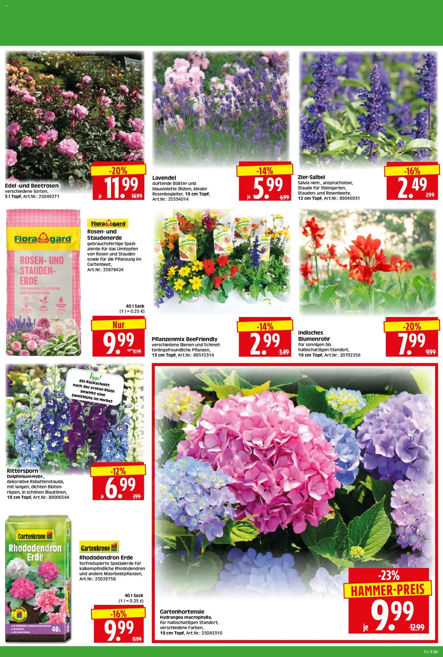 HERKULES Bau & Garten – gültig ab 18.05.2026 | Seite: 3 | Produkte: Lavendel