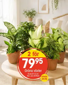 EKO erbjudanden - Förhandsvisning av reklamblad från butik EKO aktuell från 14/09/2026 | Sida: 7 | Produkter: Kruka