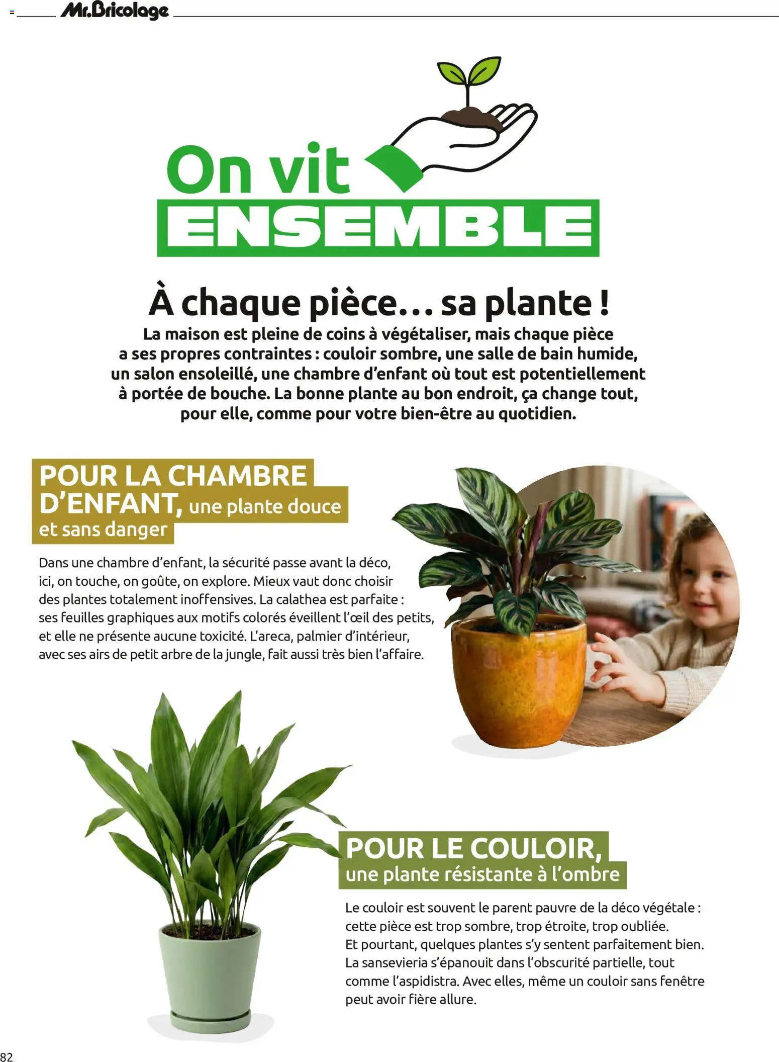 {H1} | Page: 82 | Produits: Calathea, Plantes, Mais, Palmier
