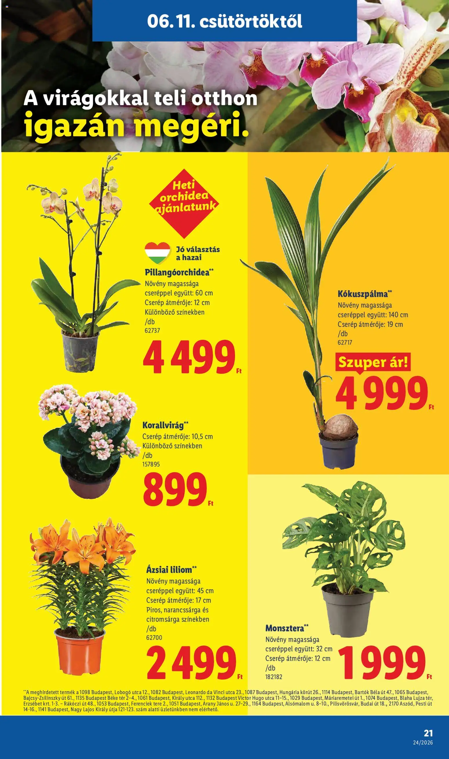 Lidl akciós ujság - amely érvényes a következő dátumtól: 11.06.2026 | Oldal: 21 | Termékek: Orchidea, Monstera
