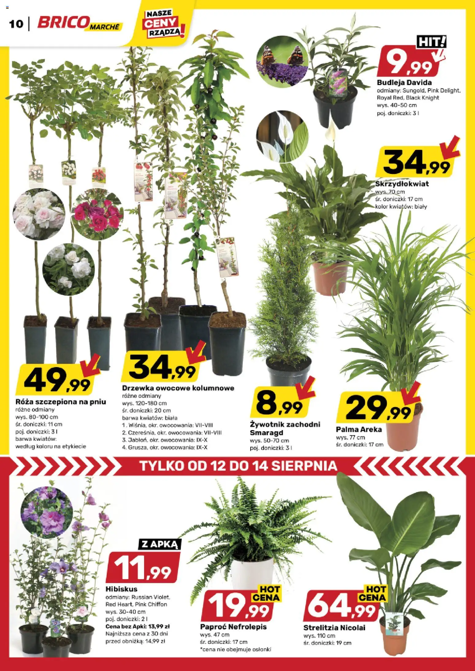 Brico Marché gazetka od 12.08.2026 | Strona: 11 | Produkty: Hibiskus, Paproć, Doniczki, Palma Areka