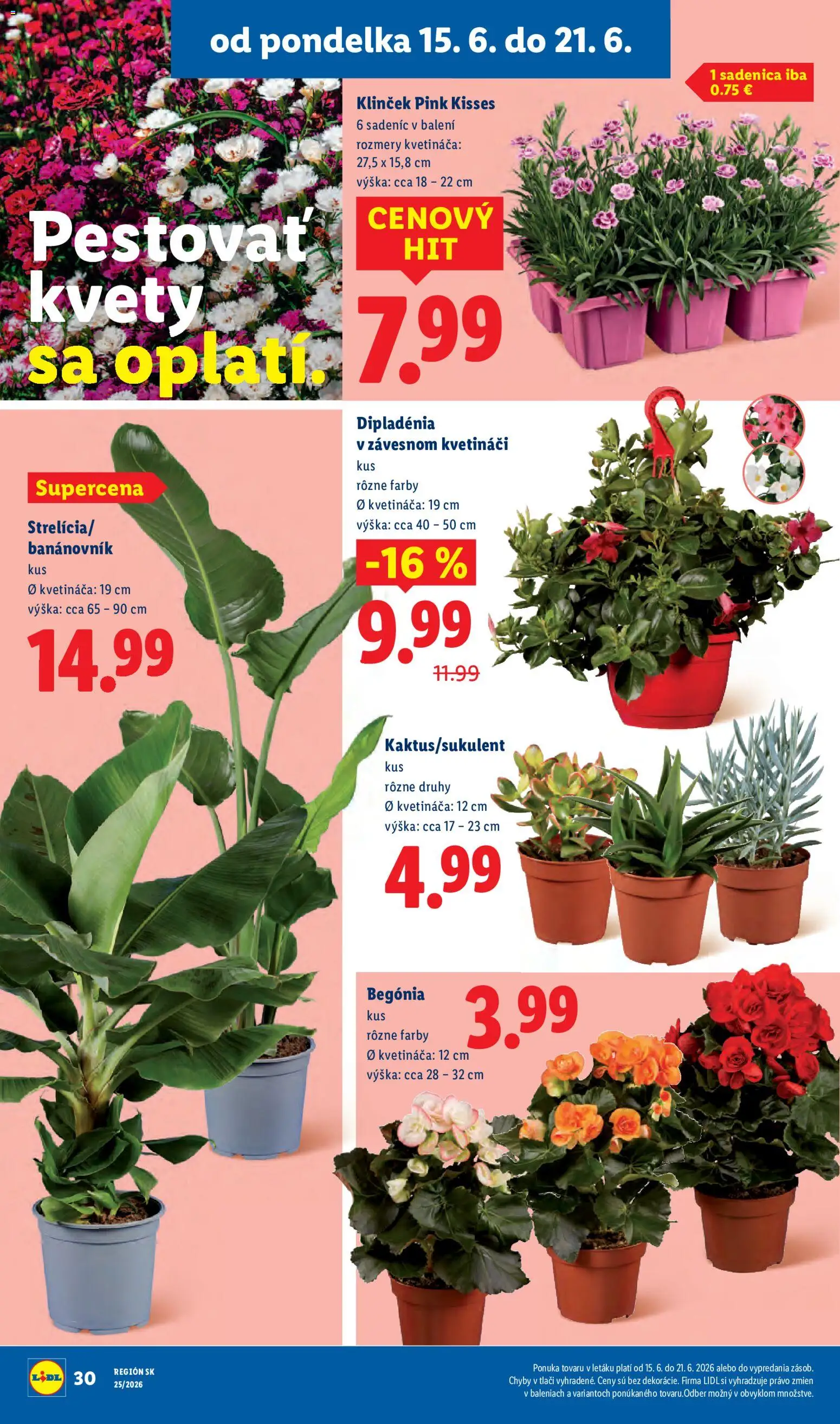 Nové Lidl akcie – leták je platný od 15.06.2026 | Strana: 45 | Produkty: Kvety