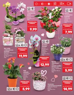 Kaufland leták platný od 07.05.2026 | Strana: 15 | Produkty: Zvonček, Orchidea