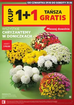 Pogląd oferty "WSZYSTKIE CHRYZANTEMY W DONICZKACH, Wszystkie chryzantemy w doniczkach" - ważna od 29.10.2026 | Strona: 7 | Produkty: Gazety, Chryzantemy, Kwiaty