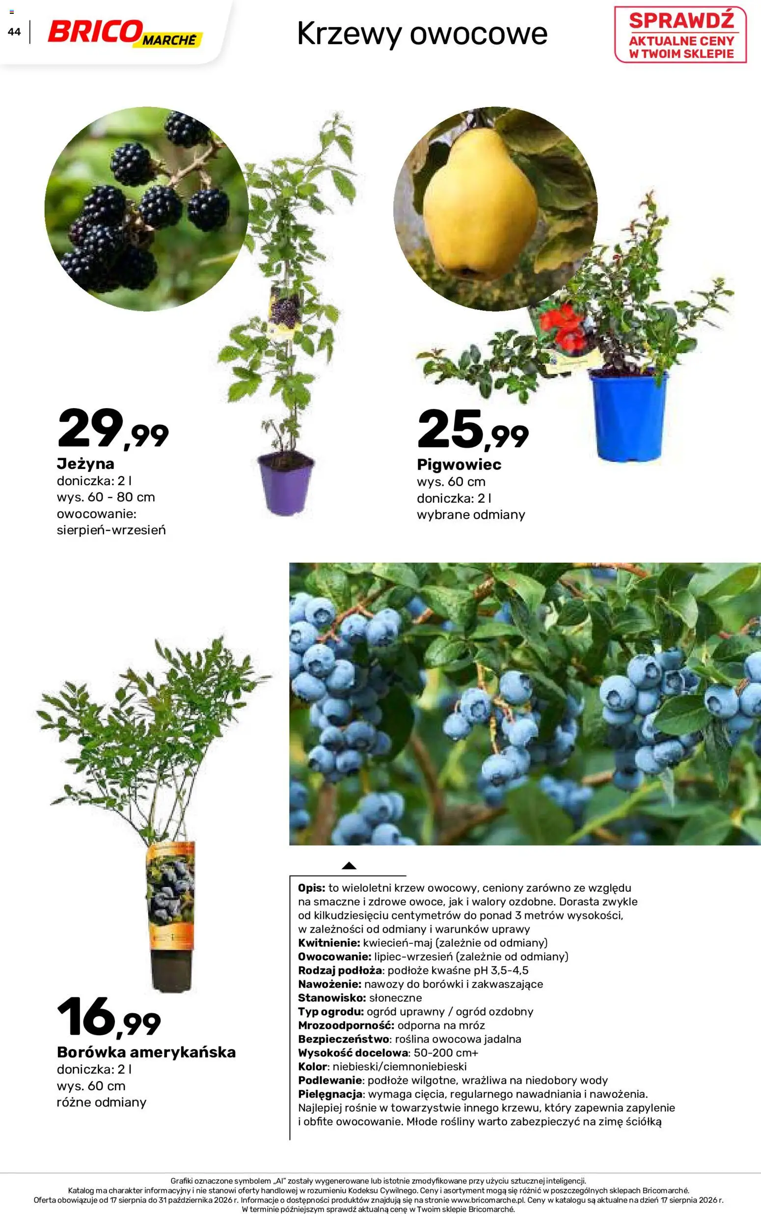 Brico Marché gazetka - Jesienne Inspiracje od 17.08.2026 | Strona: 44 | Produkty: Podłoże, Borówki, Borówka amerykańska, Doniczka