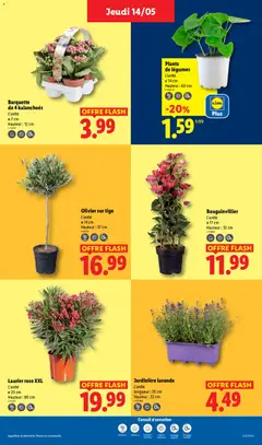 LIDL - Prévisualisation de Jardinière lavande, L'unité longueur: 25 cm Hauteur: 22 cm valide à partir de 14.05.2026 | Page: 25