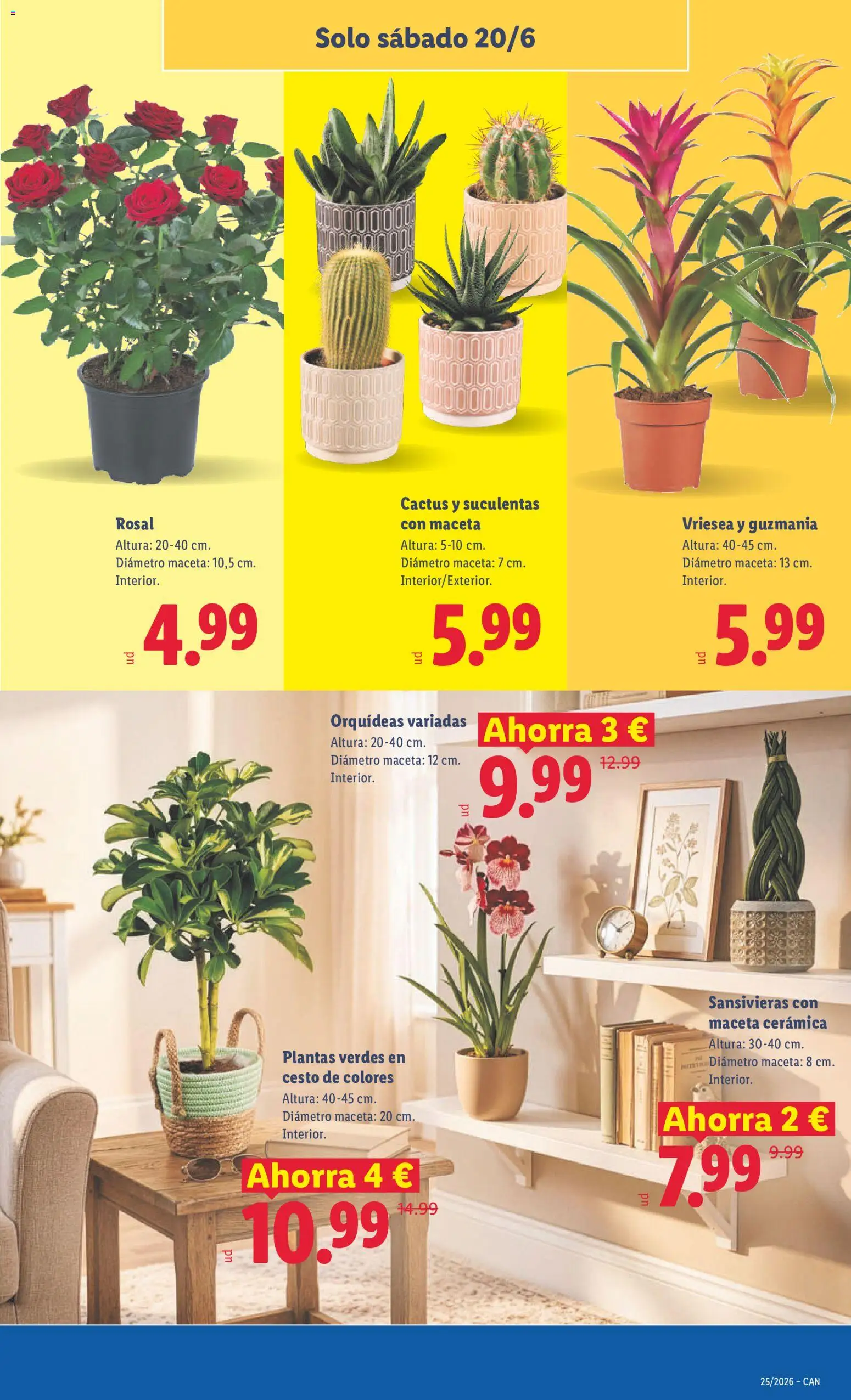 Lidl folleto Canarias │ válido desde el 15.06.2026 | Página: 65 | Productos: Maceta