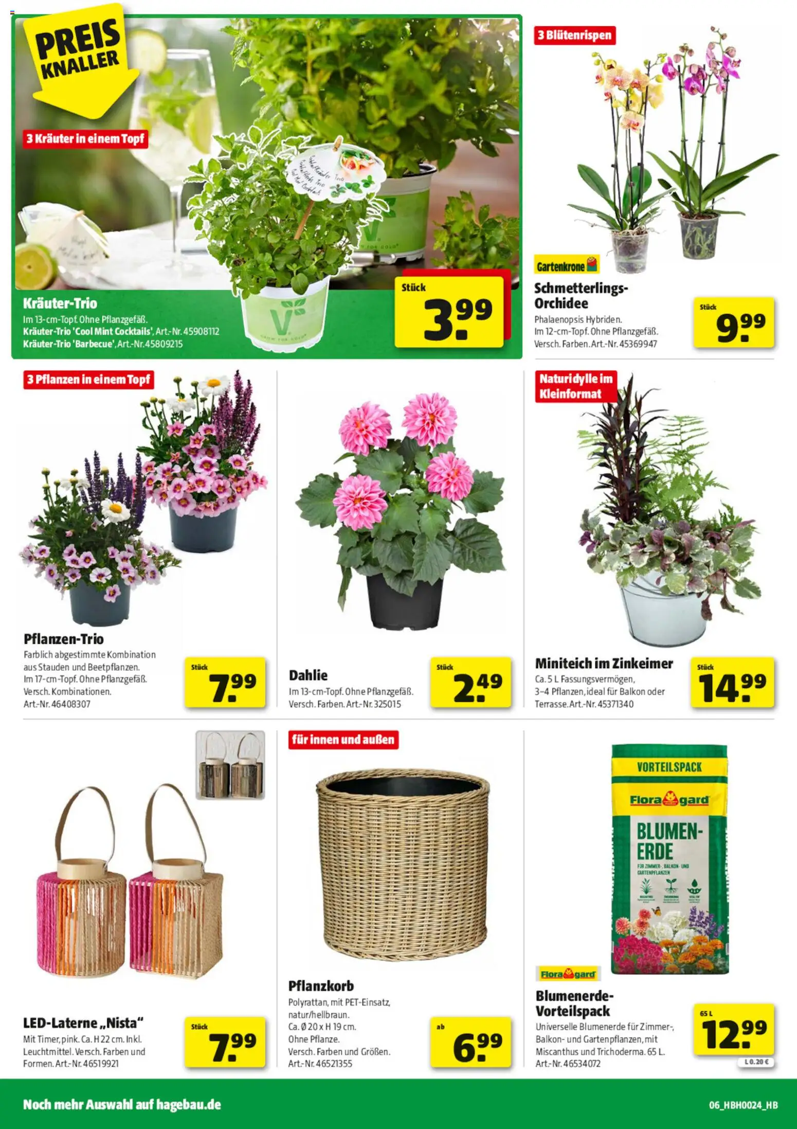 Hagebau Prospekt – gültig ab 06.06.2026 | Seite: 6 | Produkte: Orchidee, Blumen, Blumenerde