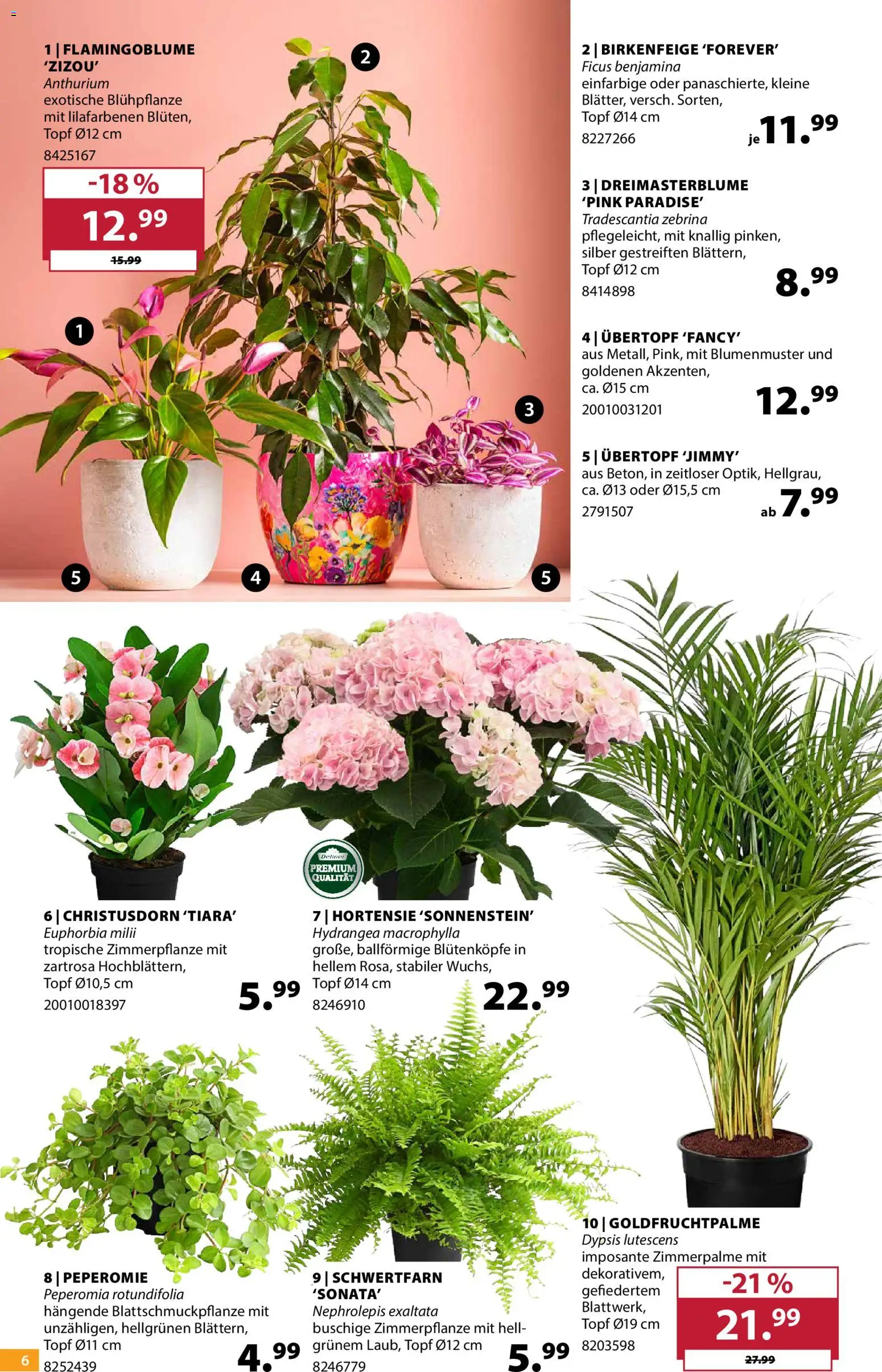 Dehner Prospekt – gültig ab 19.05.2026 | Seite: 6 | Produkte: Hortensie