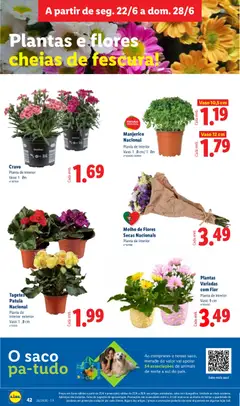 Pré-visualização Lidl folheto válido de 22/06/2026 | Página: 42