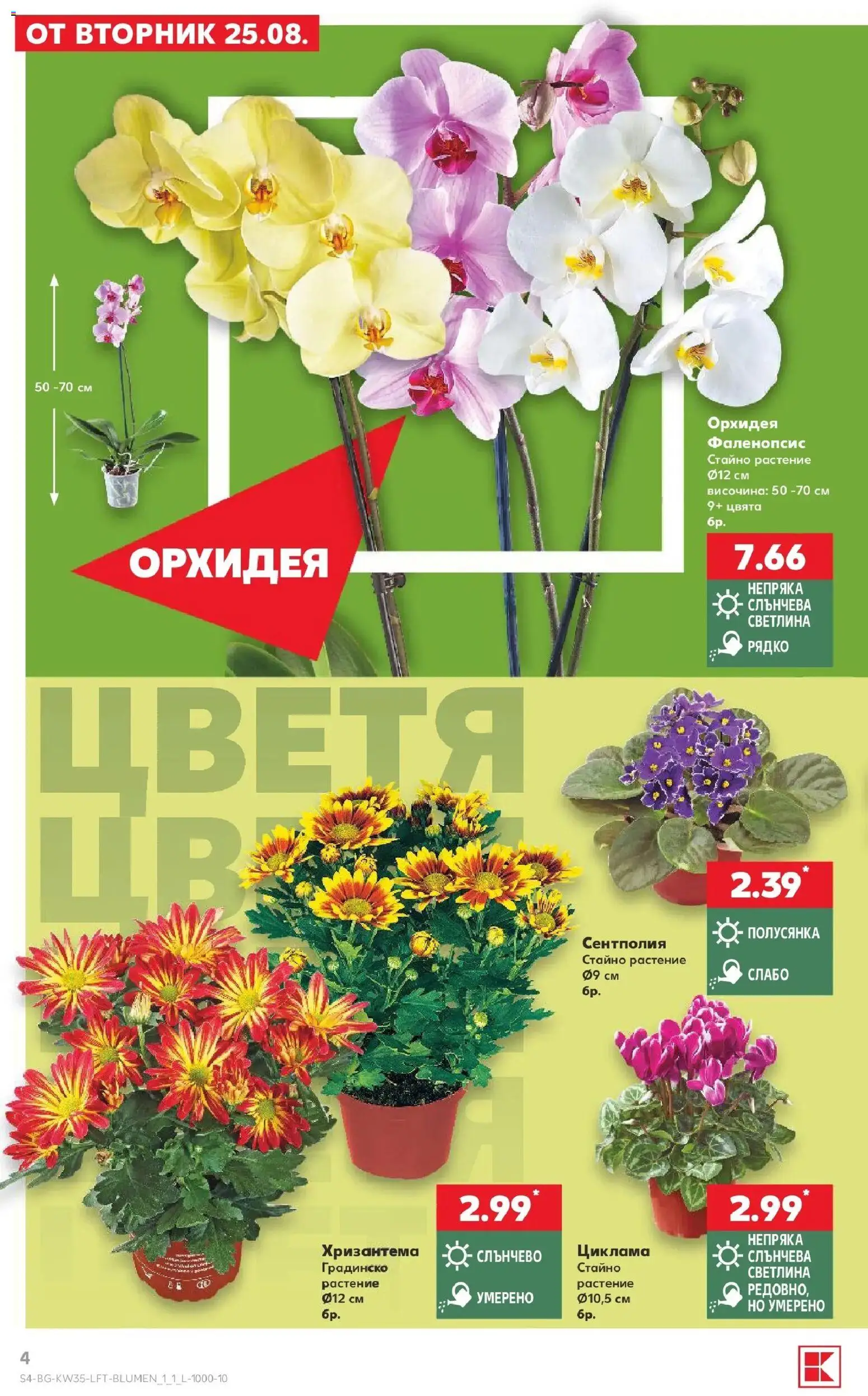 Нова Кауфланд брошура София - Топ оферти с Kaufland с валидност до 30.08.2026 от 24.08.2026 | Страница: 4 | Продукти: Орхидея, Хризантема, Цветя