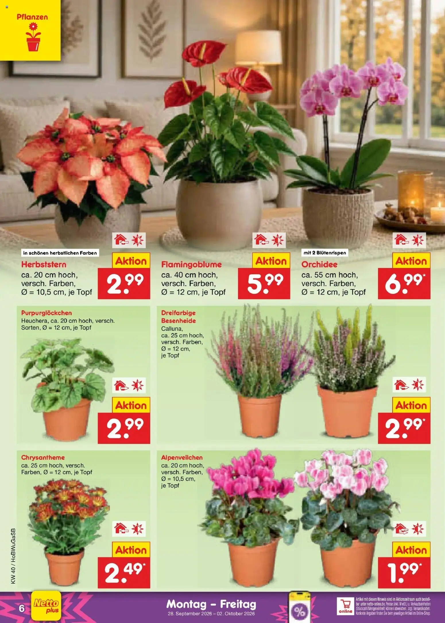 Netto Marken-Discount Prospekt Stemwede-Dielingen – gültig ab 28.09.2026 | Seite: 6 | Produkte: Orchidee