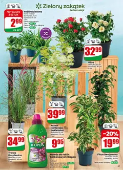 Pogląd oferty "Dino gazetka" - ważna od 22.07.2026 | Strona: 61 | Produkty: Doniczka, Rosliny, Fikus
