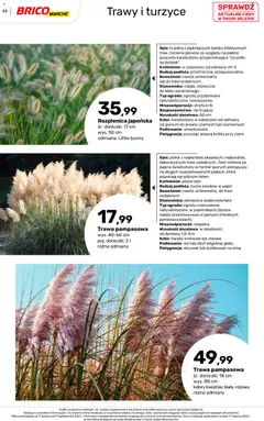 Pogląd oferty "Brico Marché gazetka - Jesienne Inspiracje" - ważna od 17.08.2026 | Strona: 53