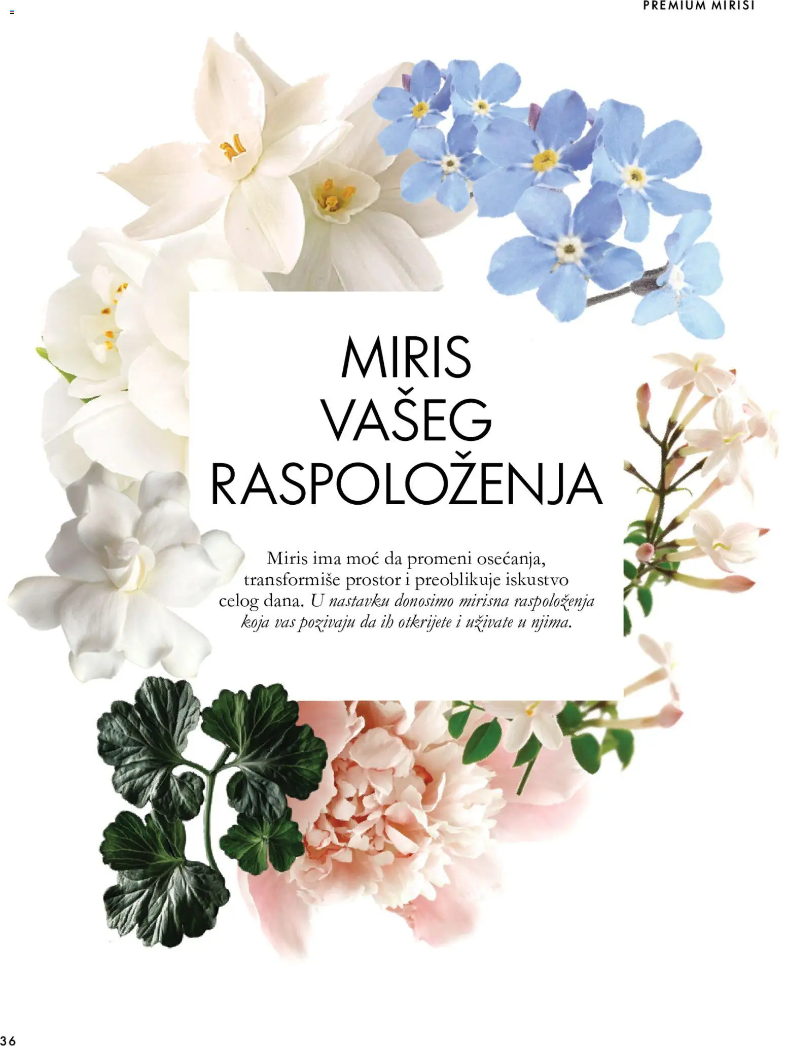 Oriflame katalog - važi od 18.11.2026 | Strana: 36 | Proizvode: Miris