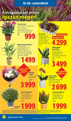 Mini orchidea házikóban**, Növény magassága cseréppel együtt: 25 cm (+/- 5 cm), Fehér kerámia házikóban - amely érvényes a következő dátumtól: 2026.10.08. | Oldal: 16