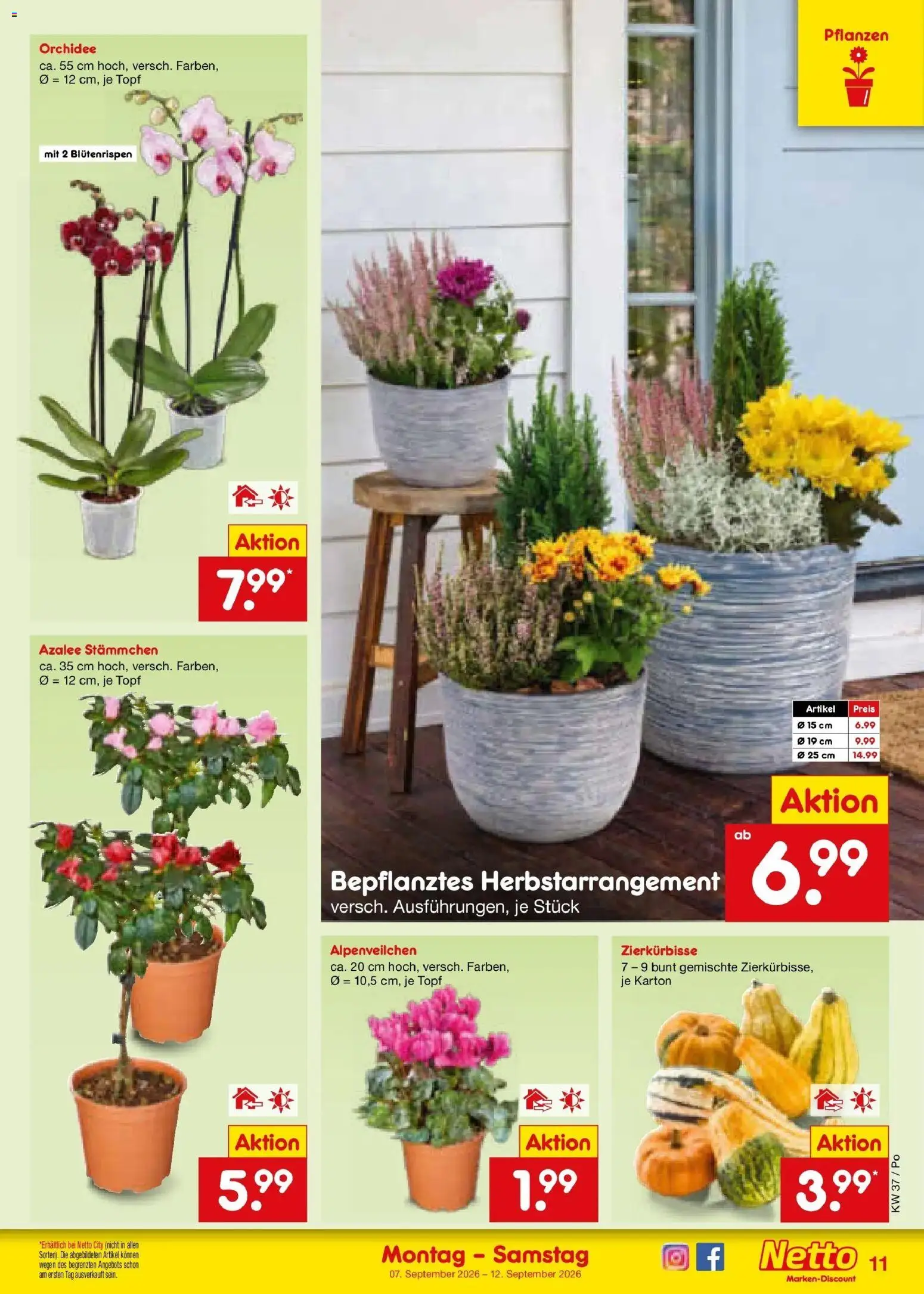 Netto Marken-Discount Prospekt Amberg – gültig ab 07.09.2026 | Seite: 17 | Produkte: Orchidee