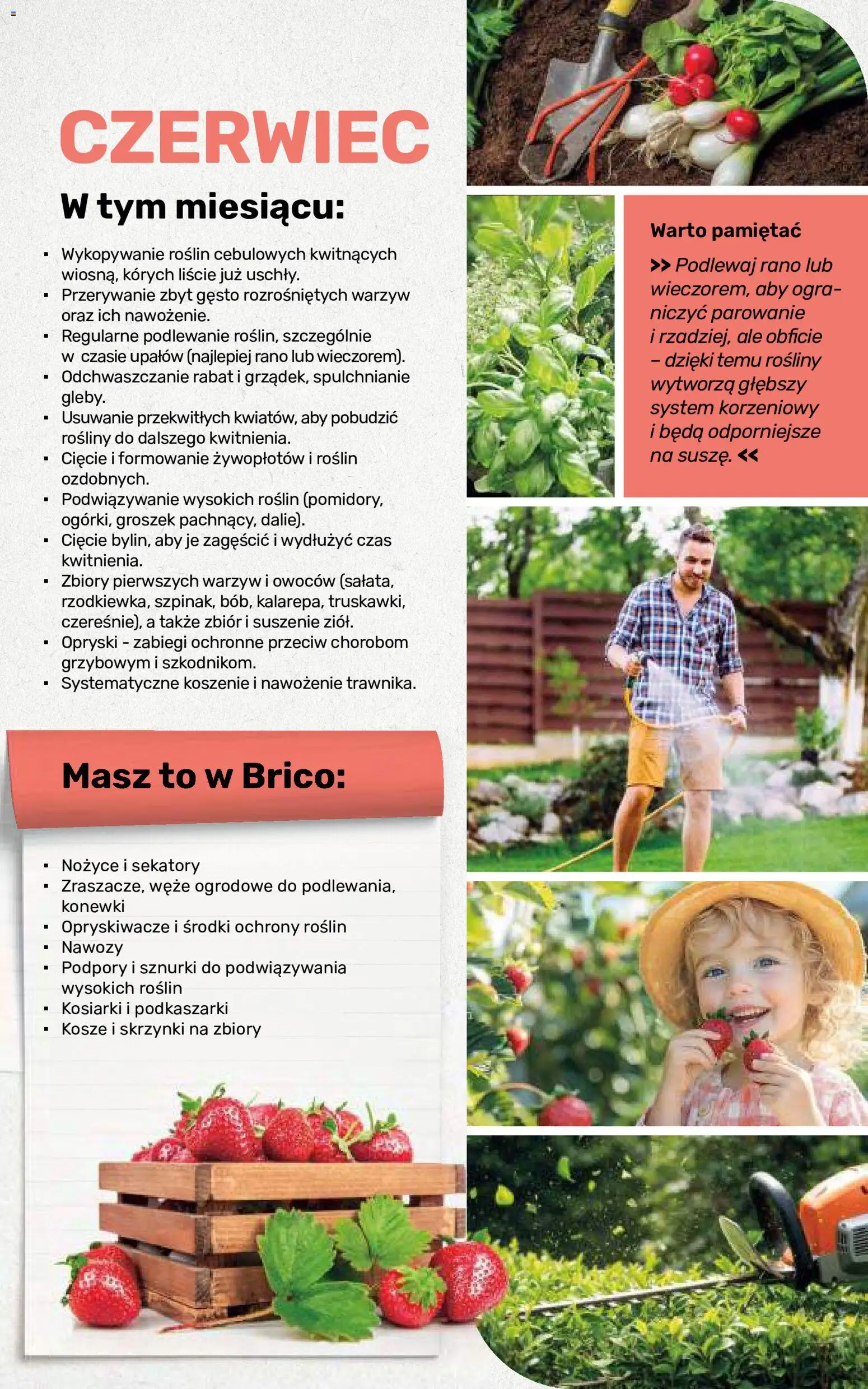 Brico Marché gazetka - Jesienne Inspiracje od 17.08.2026 | Strona: 105 | Produkty: Groszek, Rosliny