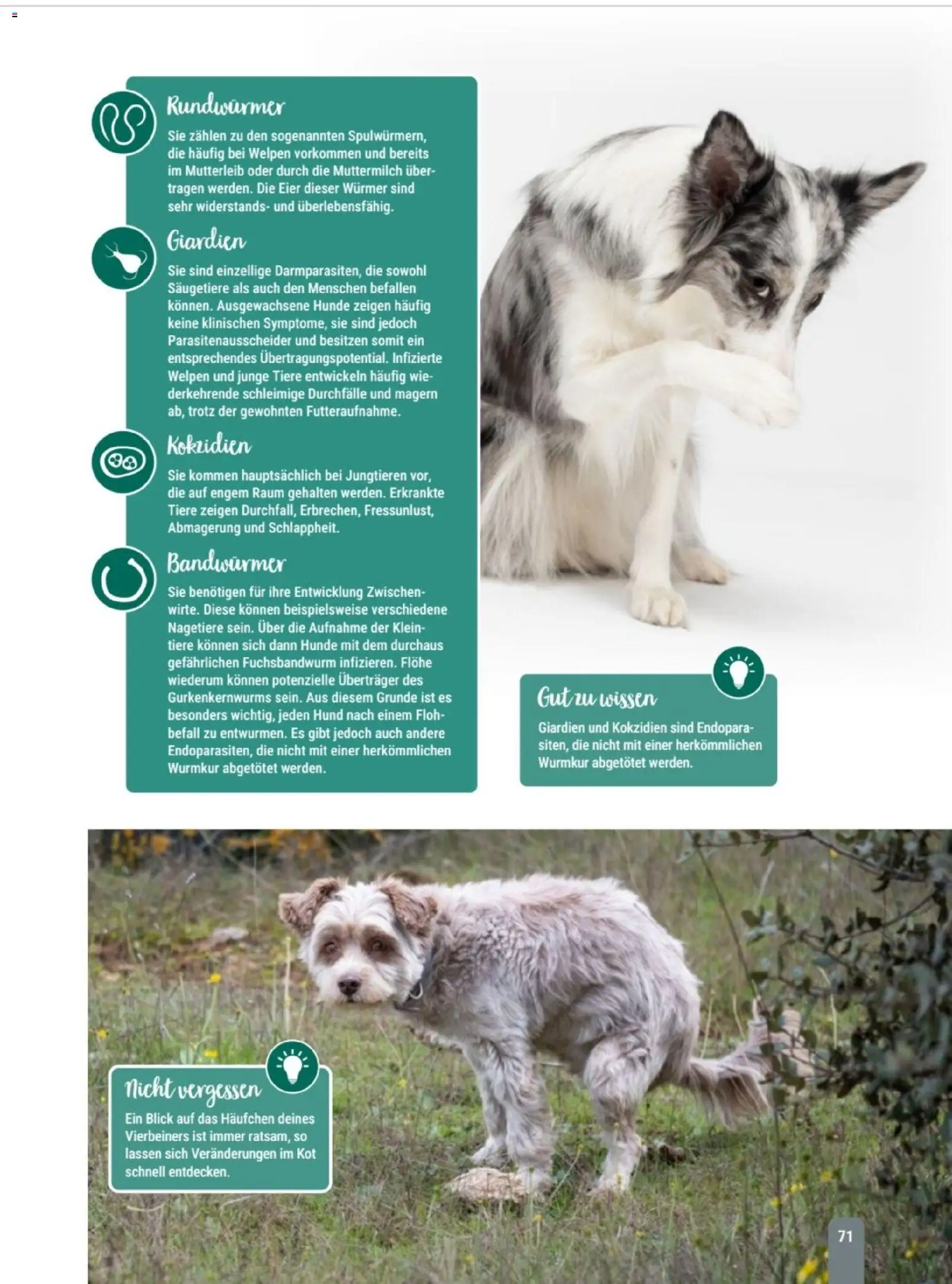 zookauf Themenkatalog Hund – gültig ab 18.05.2026 | Seite: 71 | Produkte: Eier
