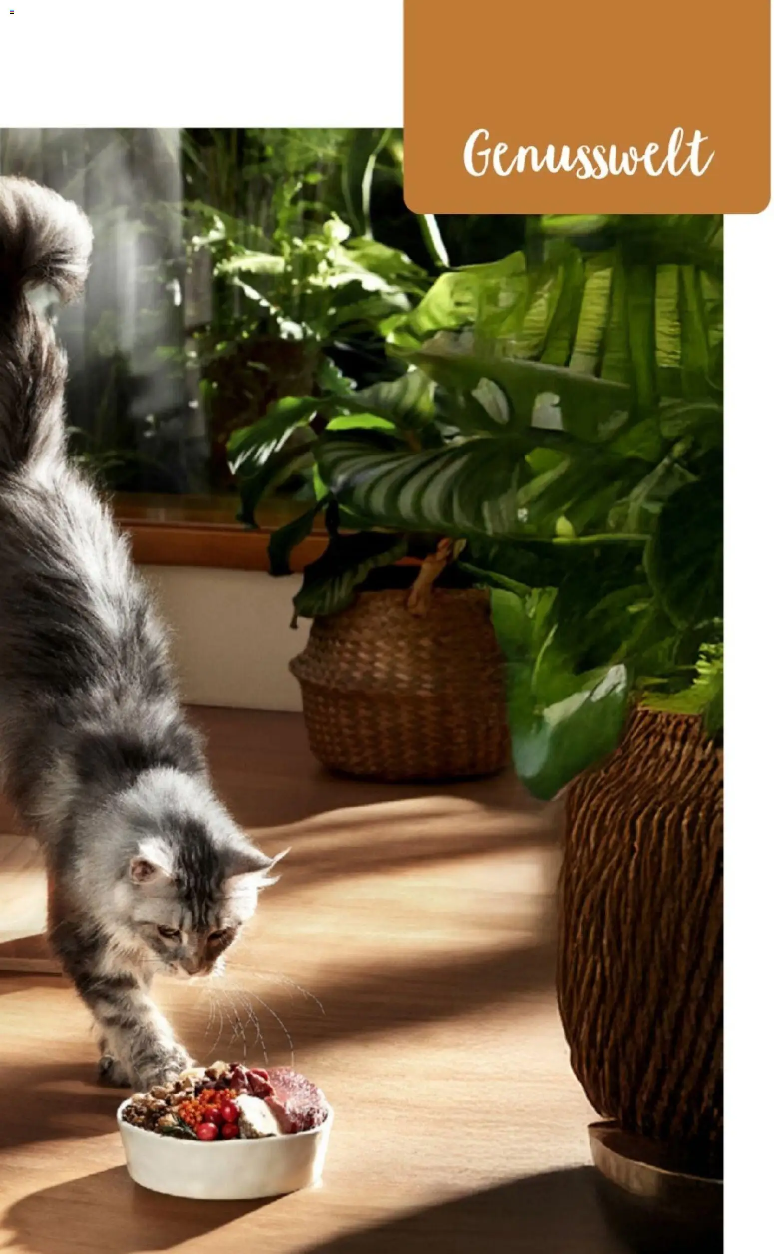 zookauf Themenkatalog Katze – gültig ab 01.10.2026 | Seite: 11