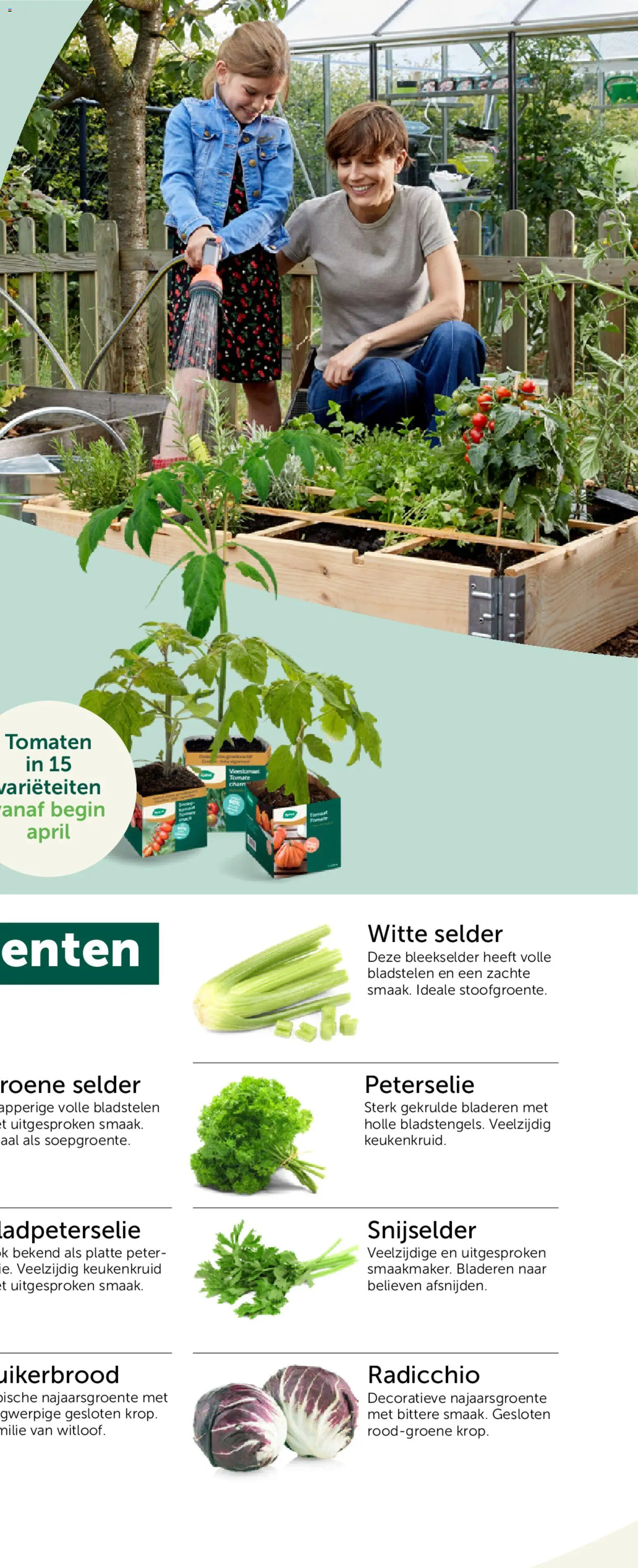 {H1} | Pagina: 51 | Producten: Tomaten, Kész piskótalap
