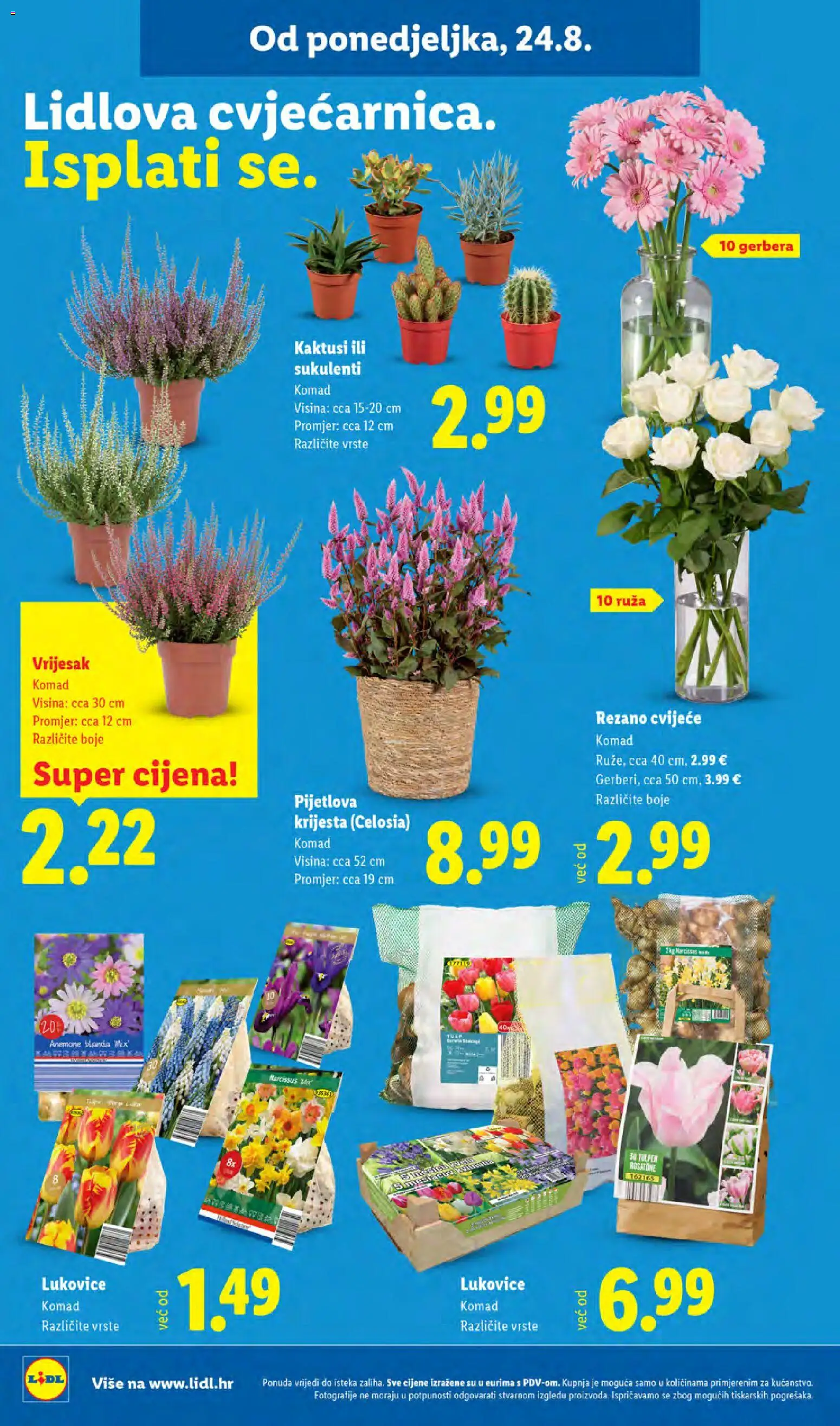 Lidl katalog | vrijedi od 24.08.2026 | Stranica: 46 | Proizvodi: Cvijeće, Gerbera, Vrijesak, Ruza